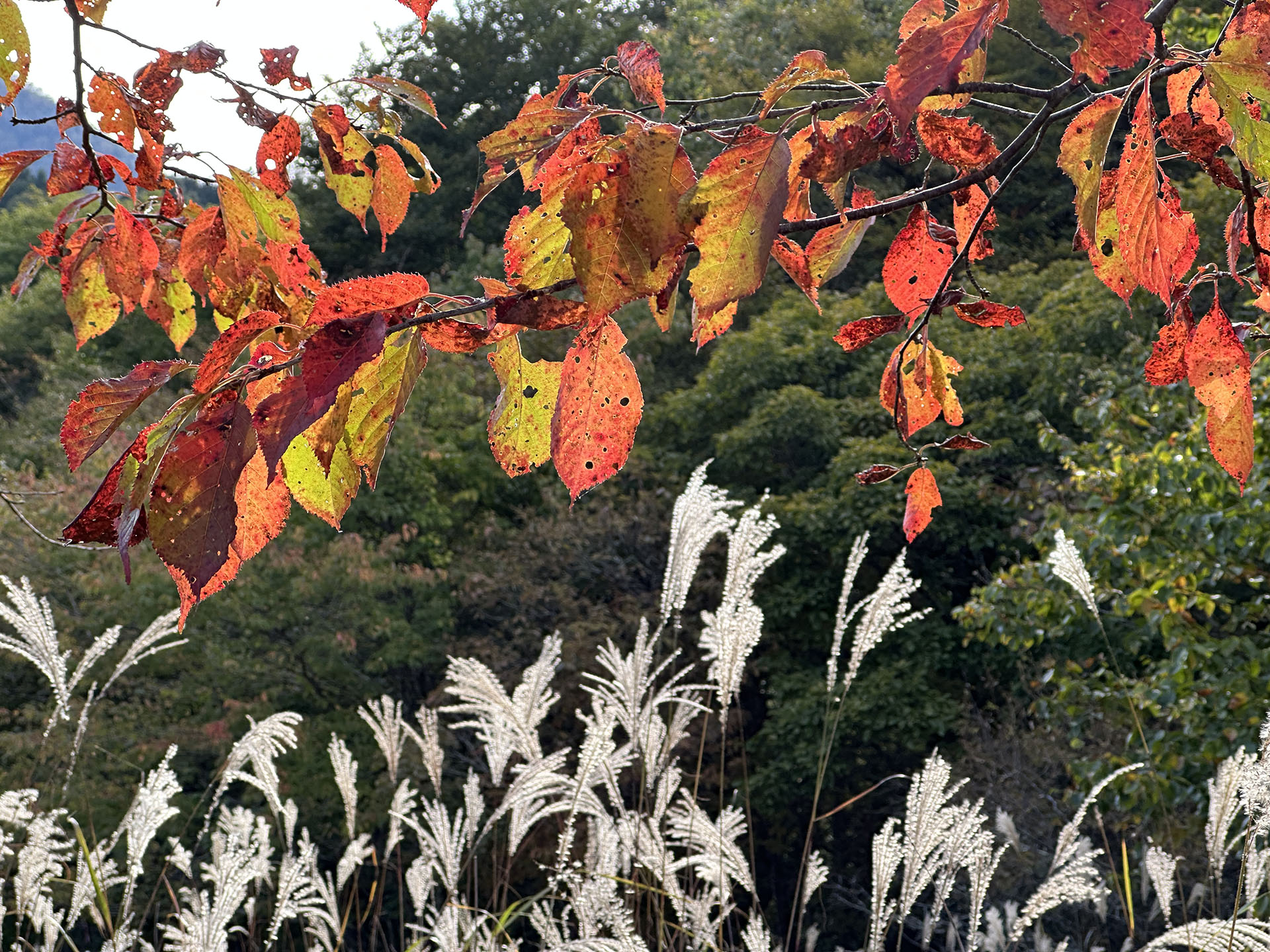 3倍ズームと切り替えた
