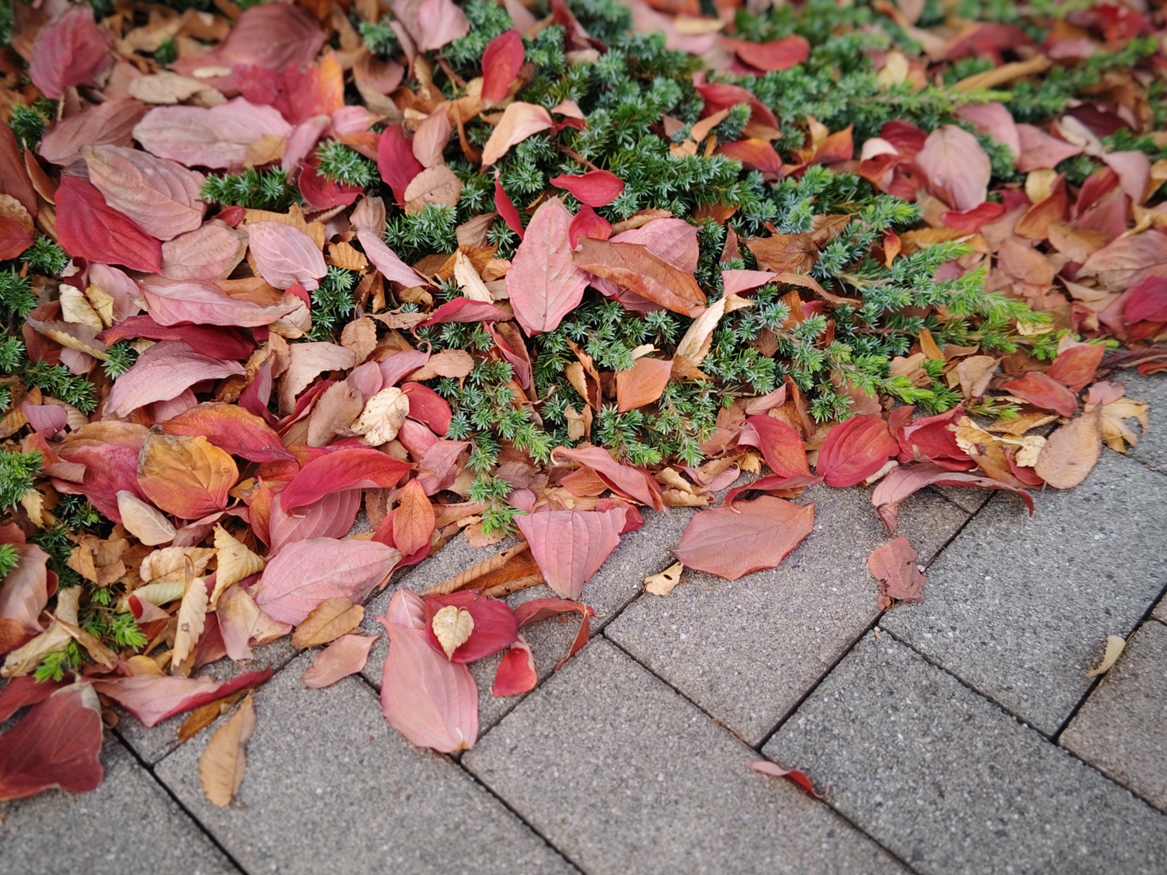 「Cinema Classic」