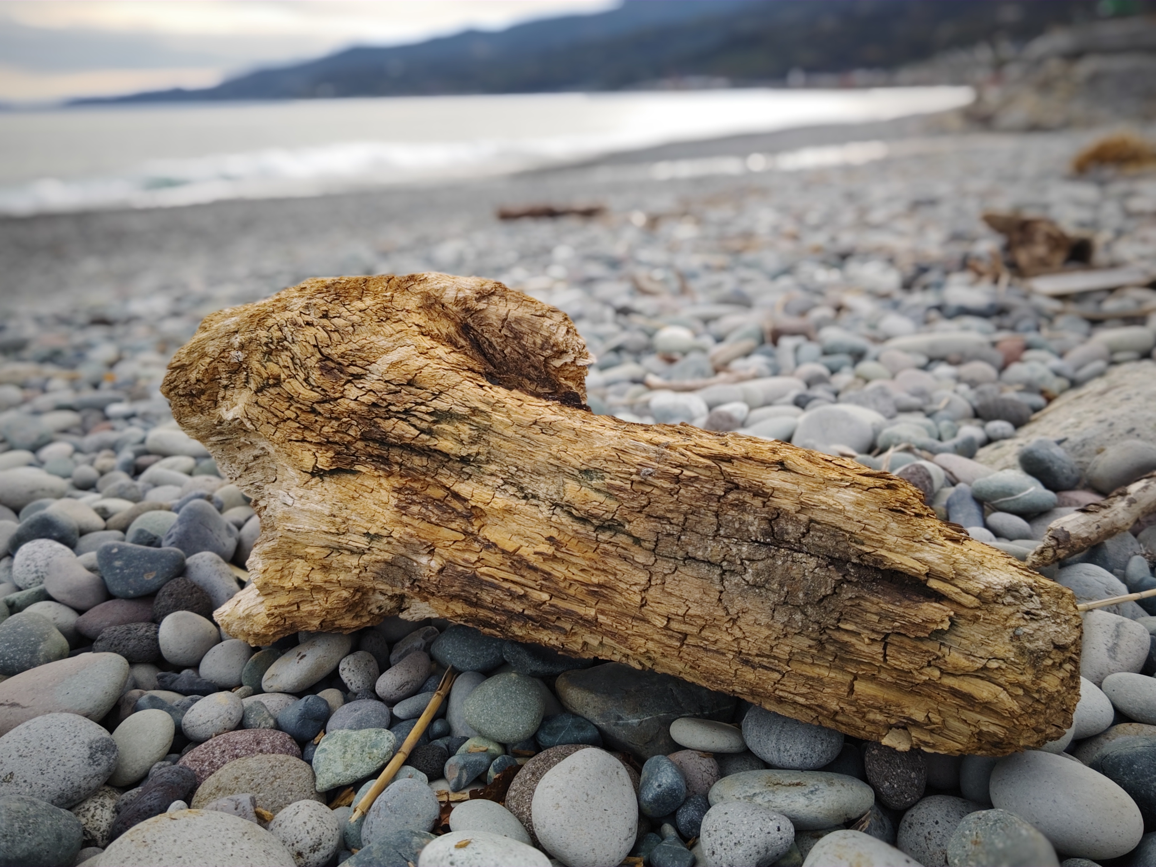 朽ちかけた流木を「SUMMILUX 35mm」と「CINEMA CLASSIC」で。実にいい雰囲気のショットになった。薄曇りの日だったがイメージどおりの仕上がり。「Leitz Phone 2」のディスプレイがフラットになったのでローアングル時でも画面下部もしっかり確認できていい。