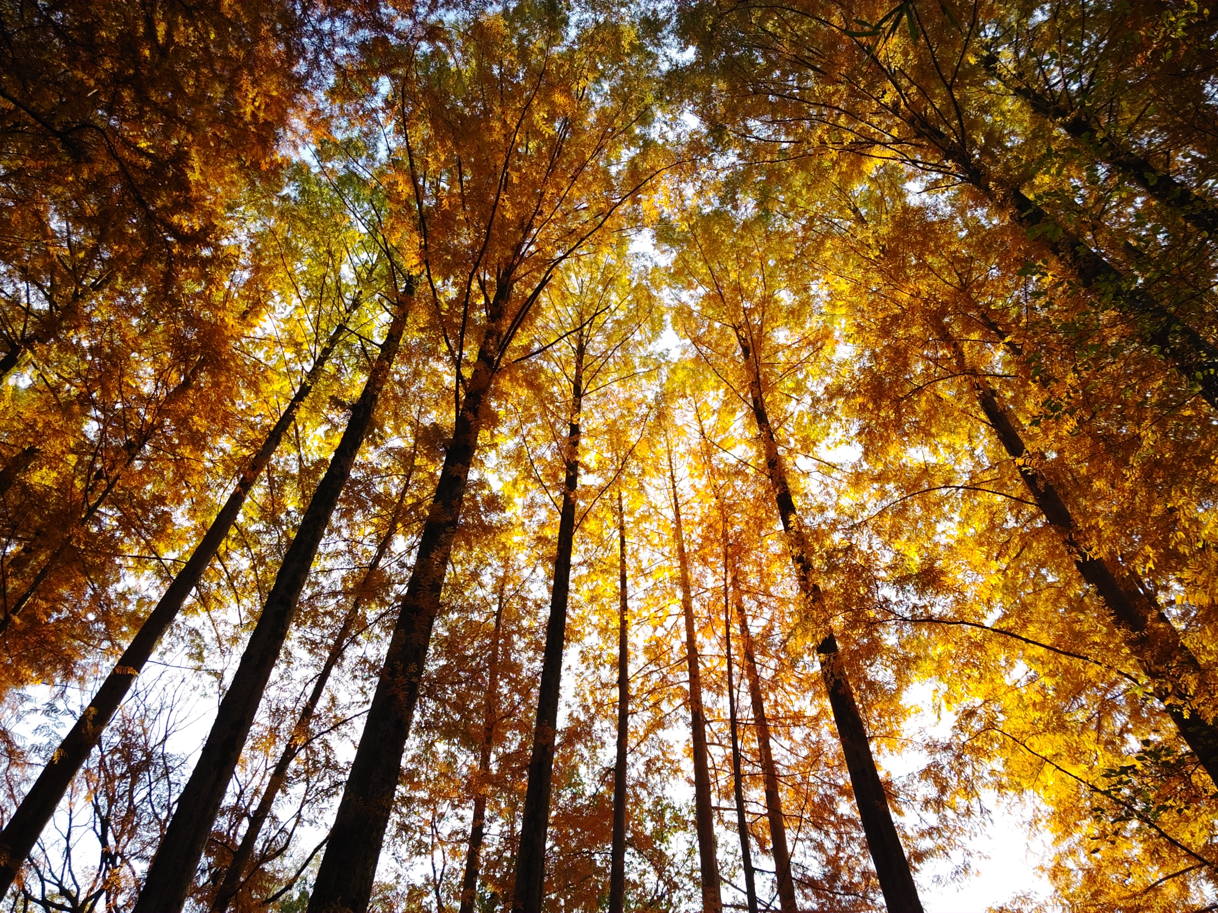 「CINEMA CLASSIC」