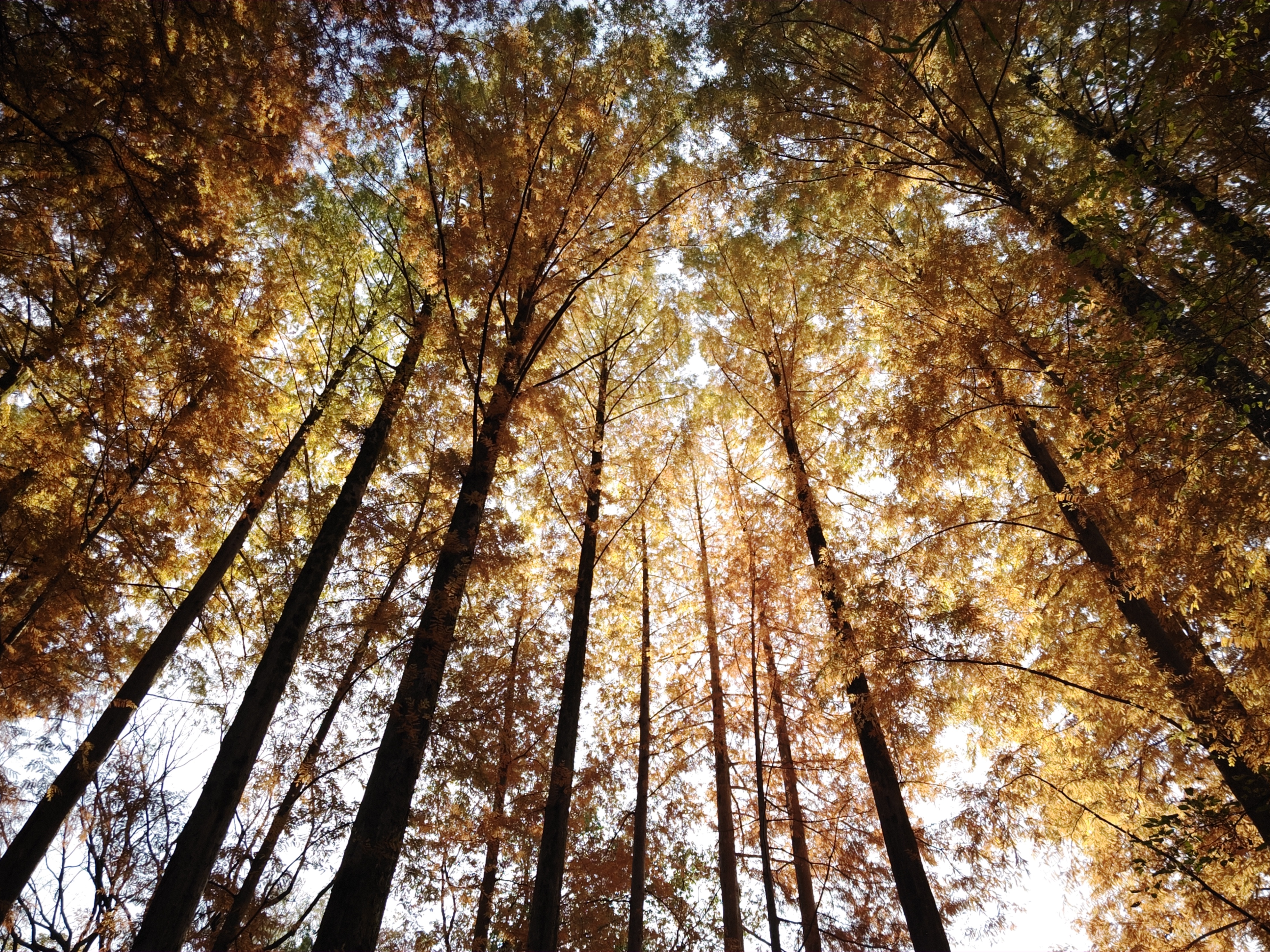 「CINEMA CONTEMPORARY」