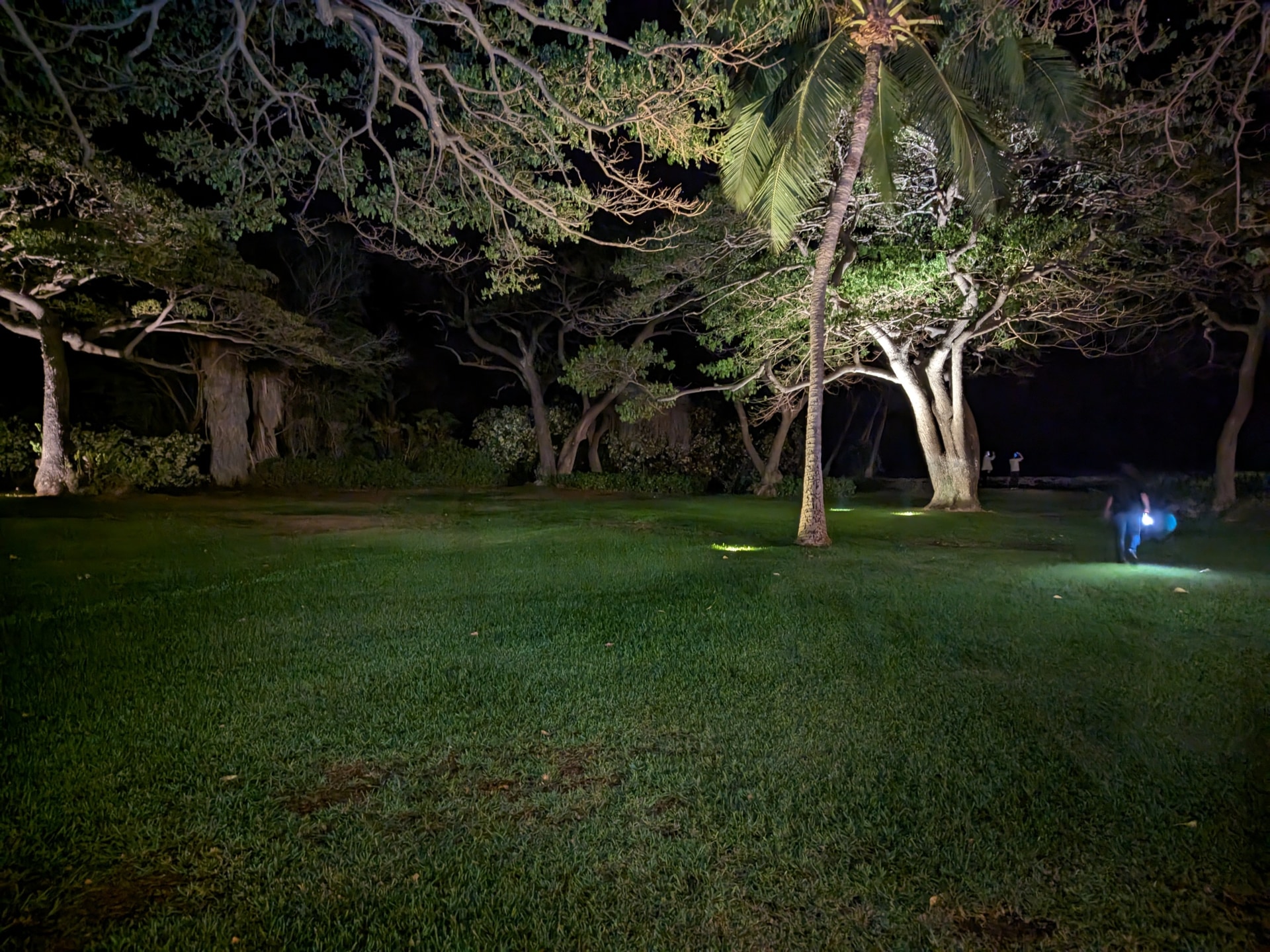 今回撮影した場所は、写真の奥にある海岸。手前の木までは見えますが、砂浜はほんとうに真っ暗でした