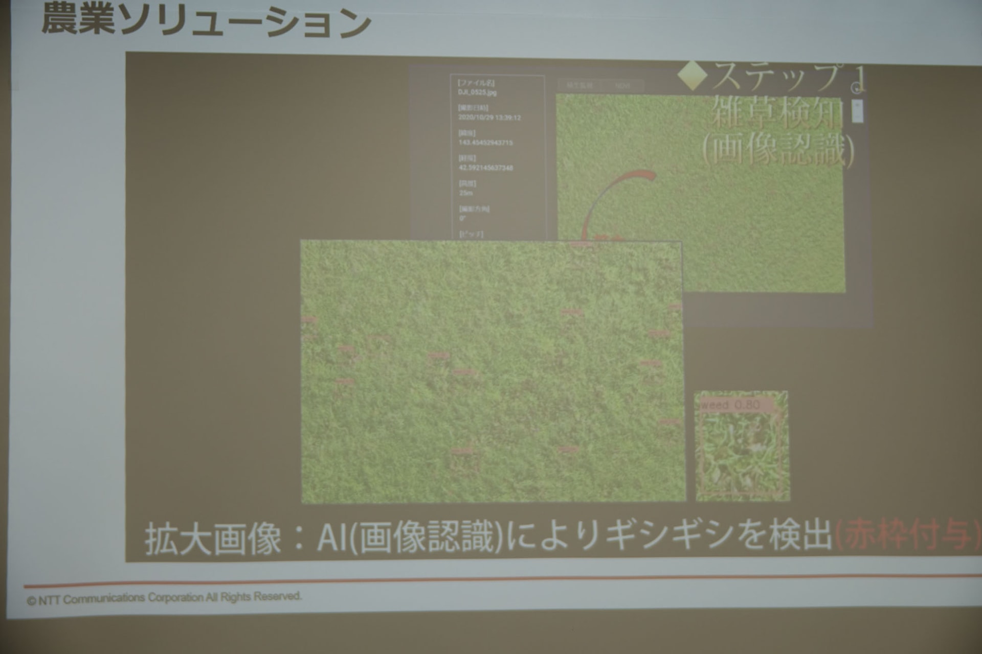 画像解析で雑草（ギシギシ）を検出