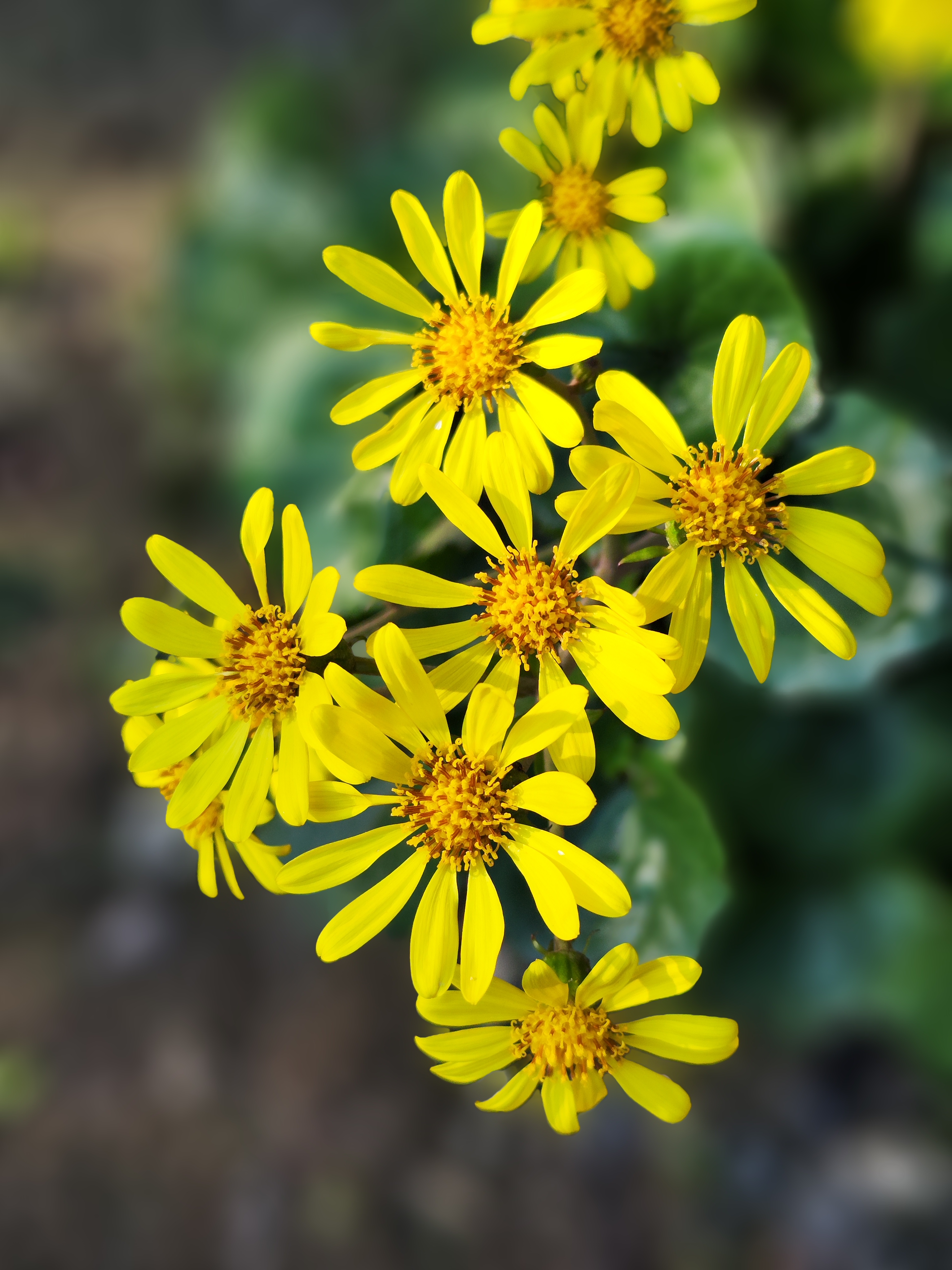 ポートレートモード