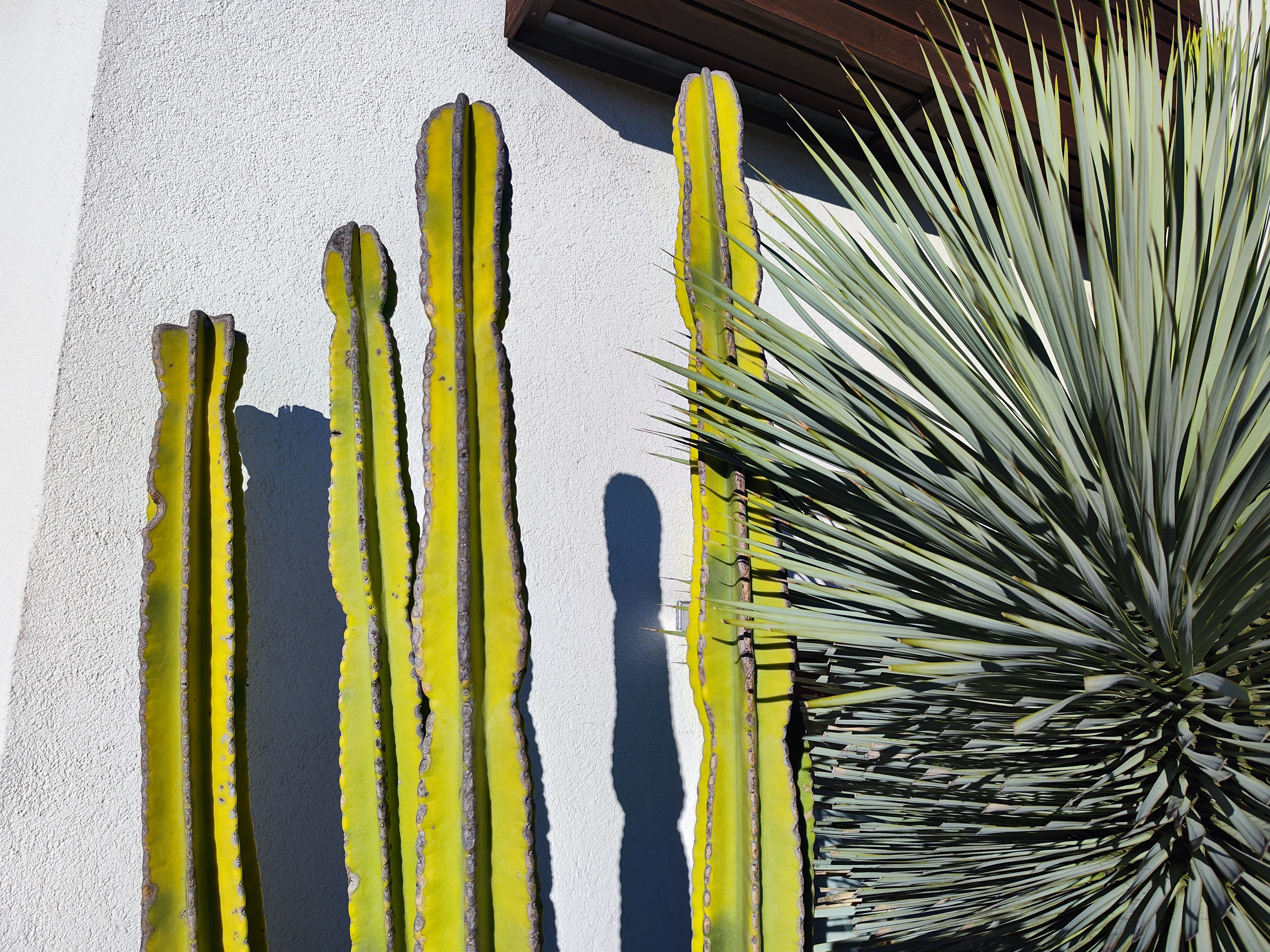 ほとんどのシーンでAIオンで撮影したがほぼ問題ないと感じた。「Xiaomi 12T Pro」はサボテンと木の微妙な色合いとトーン、そして壁面の凹凸など自然かつ魅力的に捉えてくれた