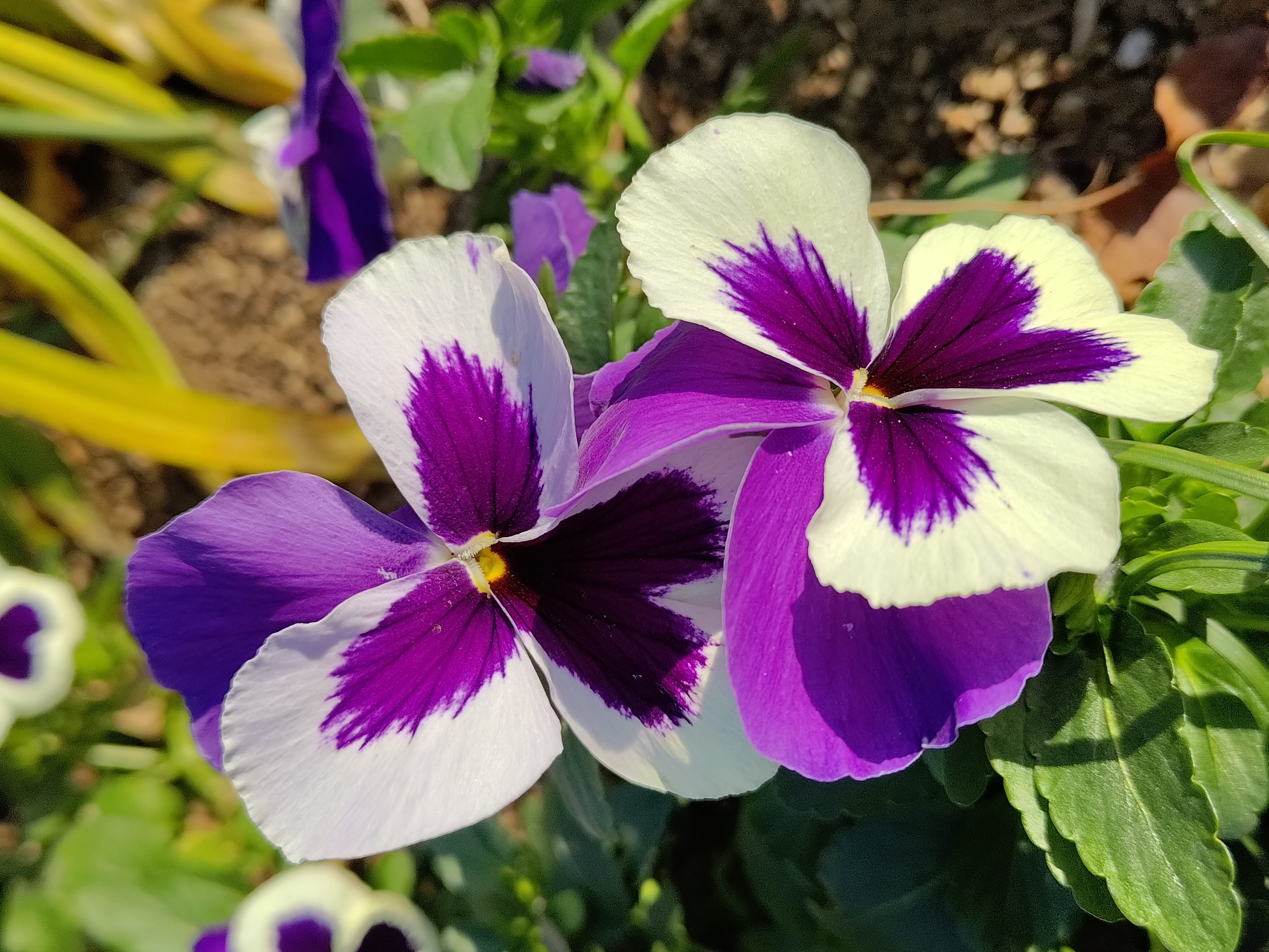 広角カメラで花に接近。色合いも質感もなかなかに感じる