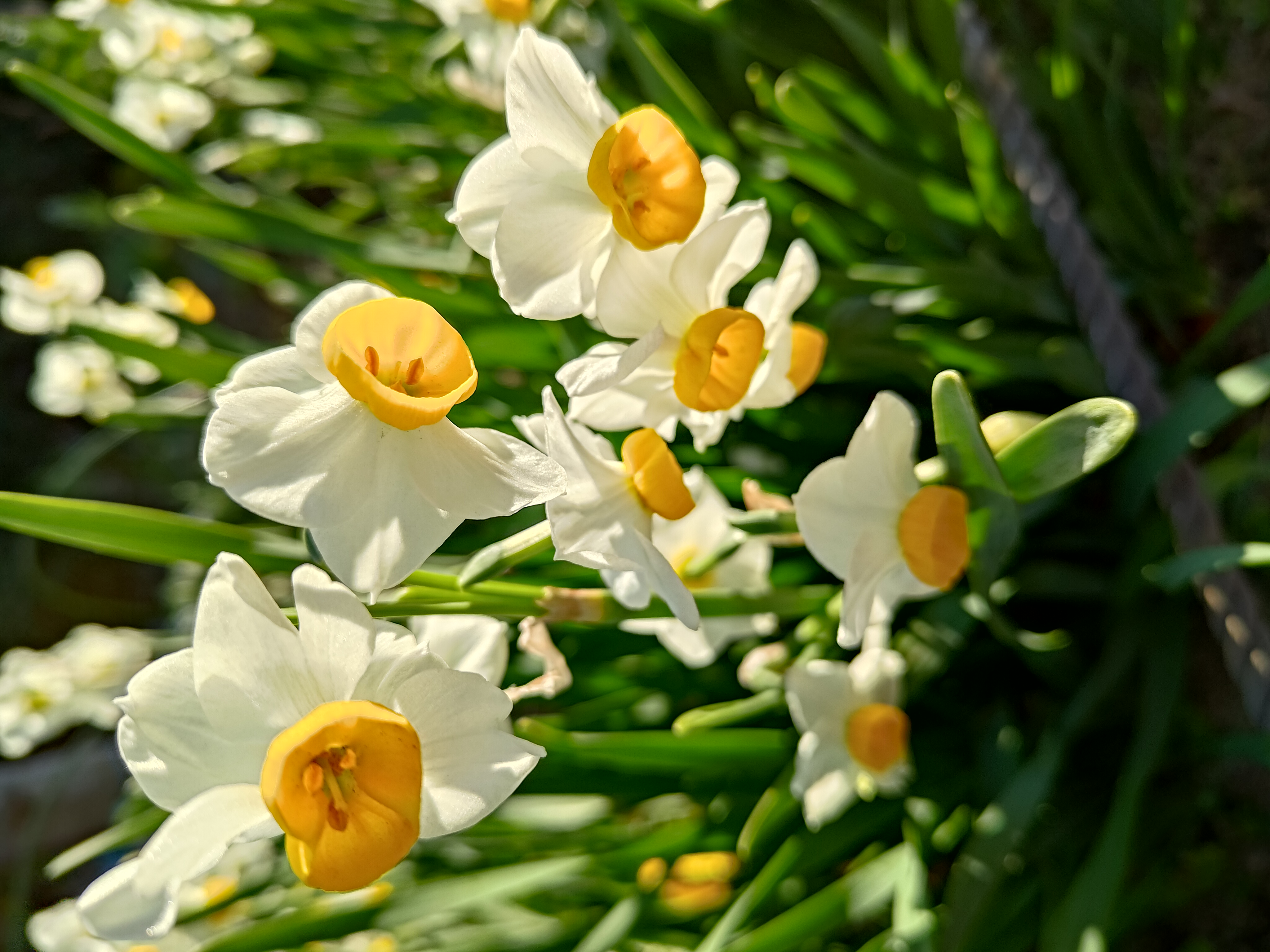 スイセンにググッと寄ったがピント面もシャープで背景もキレイにボケてくれた