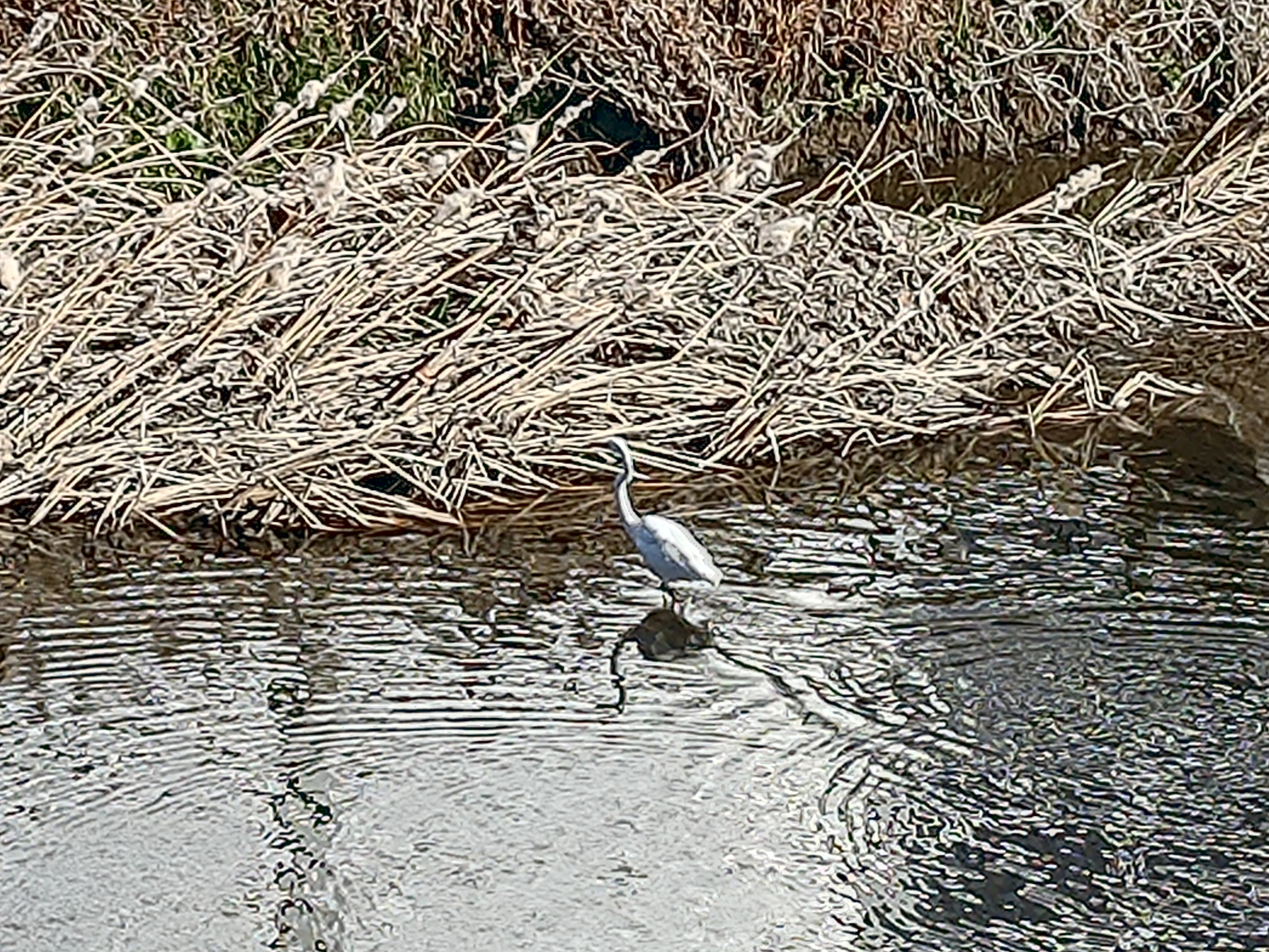 8倍デジタルズーム時はちょっとキビシイ写りとなる