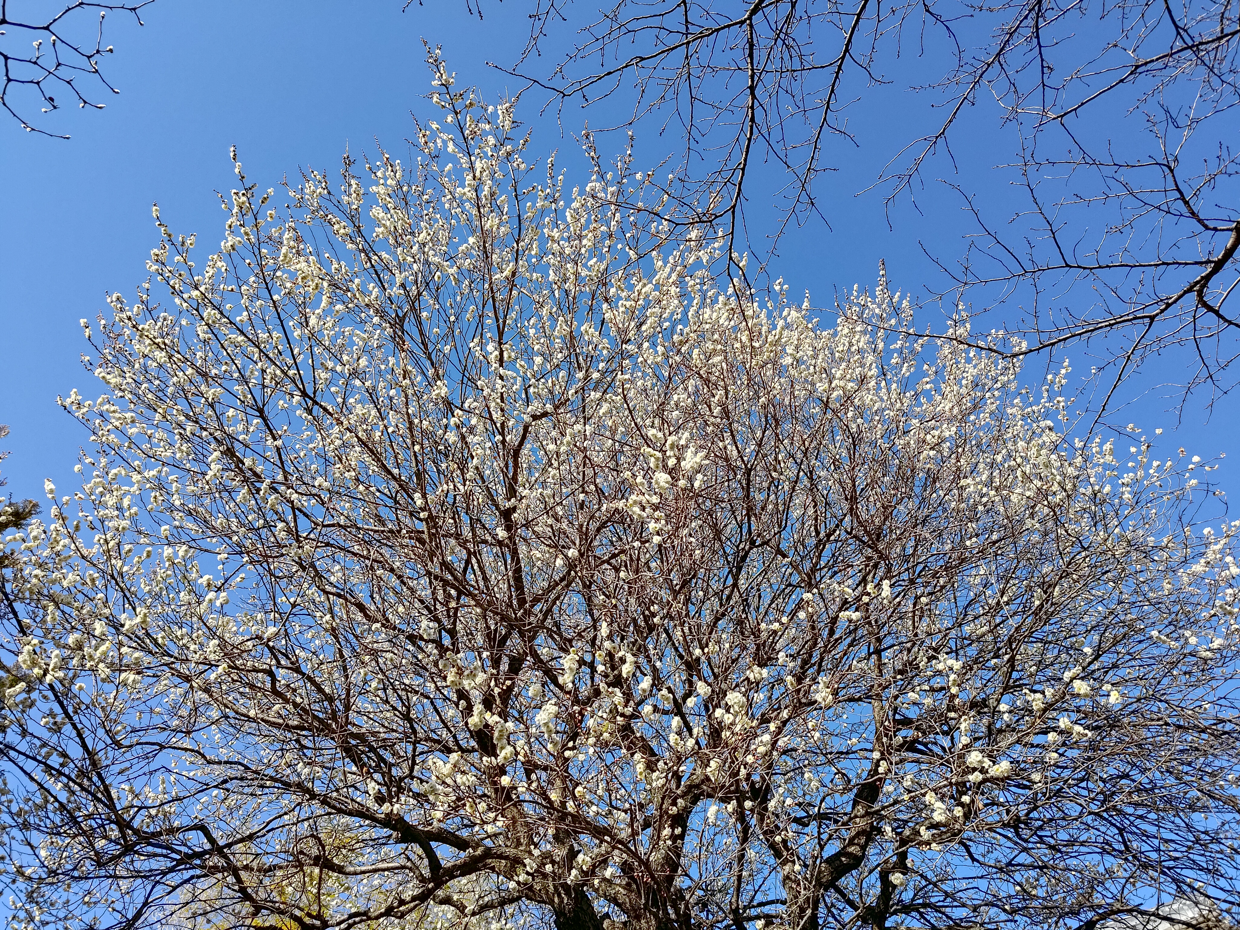 咲き誇る梅の花。花のひとつひとつをちゃんと知覚できる解像感と、花の淡い色を背景の青空とともに美しく撮影できた。「ASUS Zenfone 9」、小さな端末だがなかなか優秀だと感じた