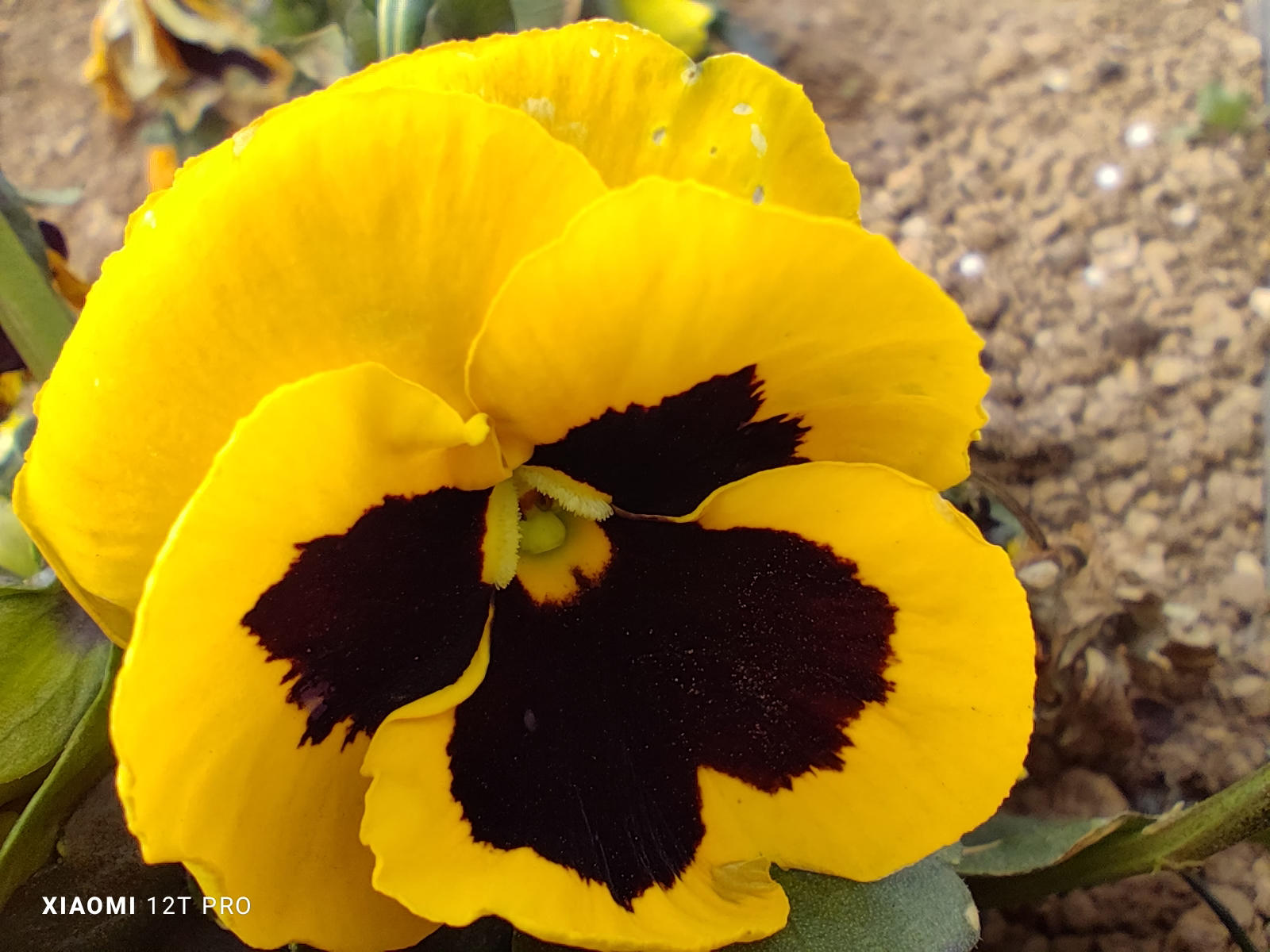 マクロモードで撮影