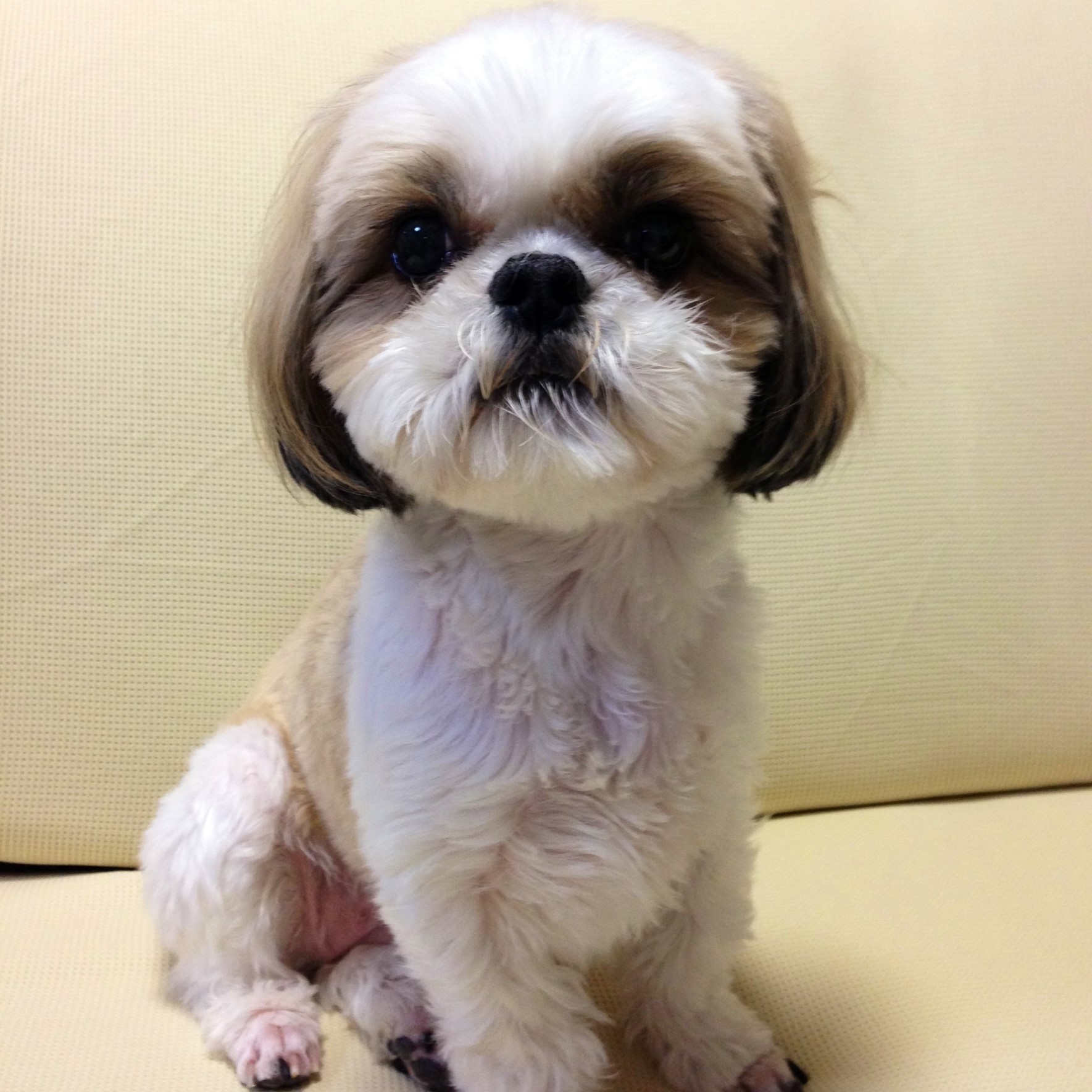 今回読み込ませた元画像