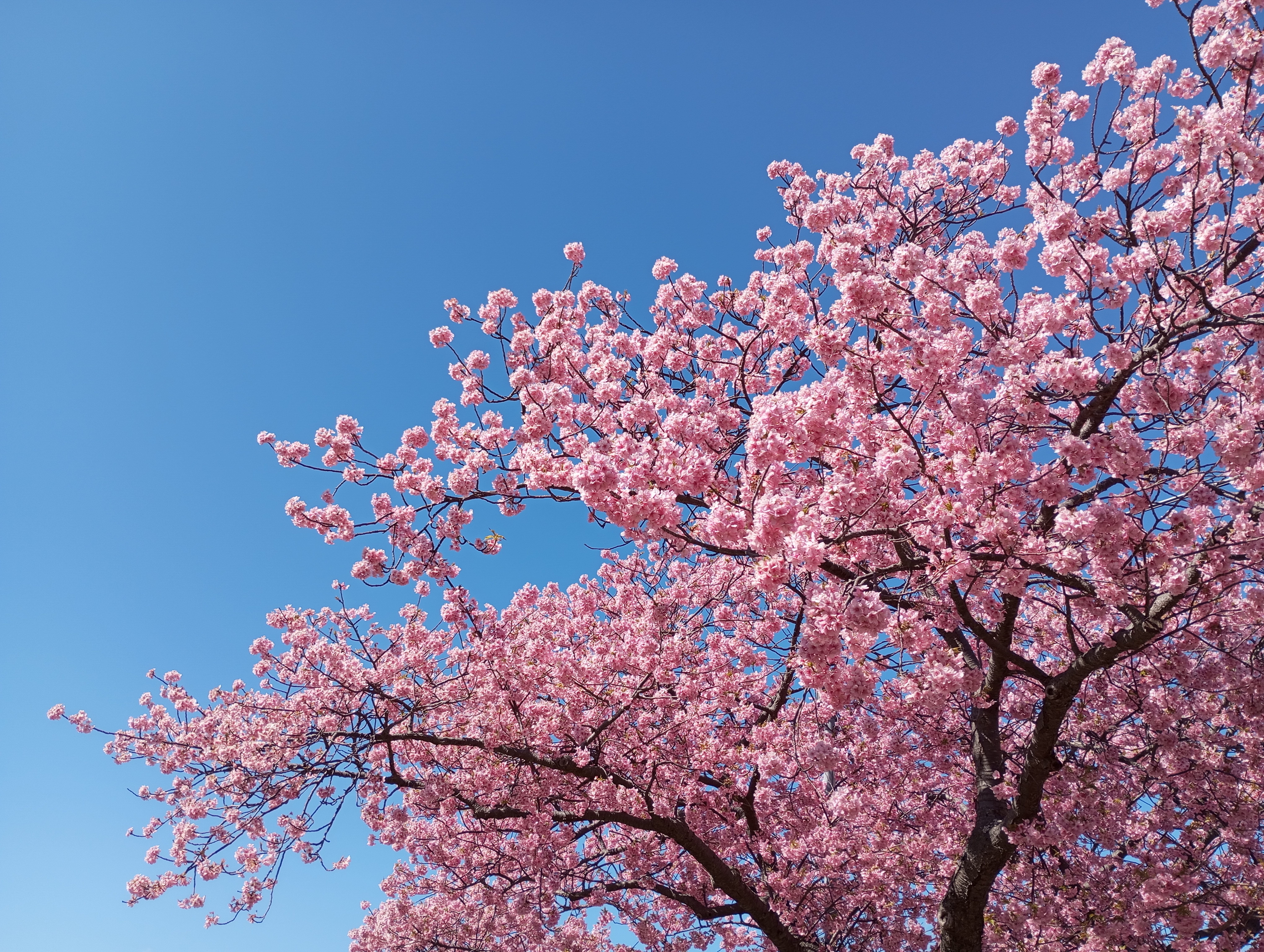 50MPの高精細モードで撮影。細部の花びらまでくっきりと写っている