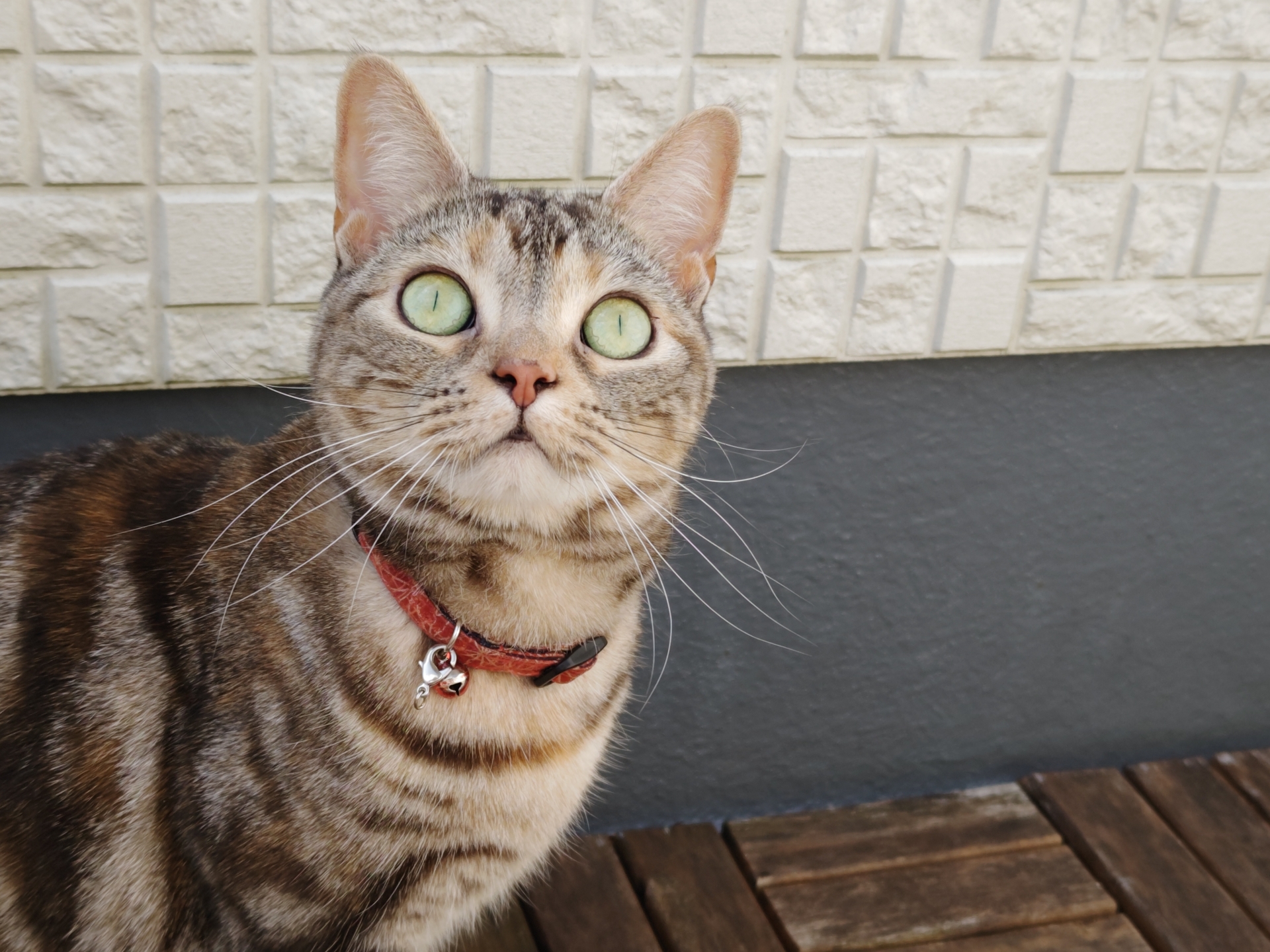 AQUOS R7使用。濃い色の猫の柄を見たままに表現している