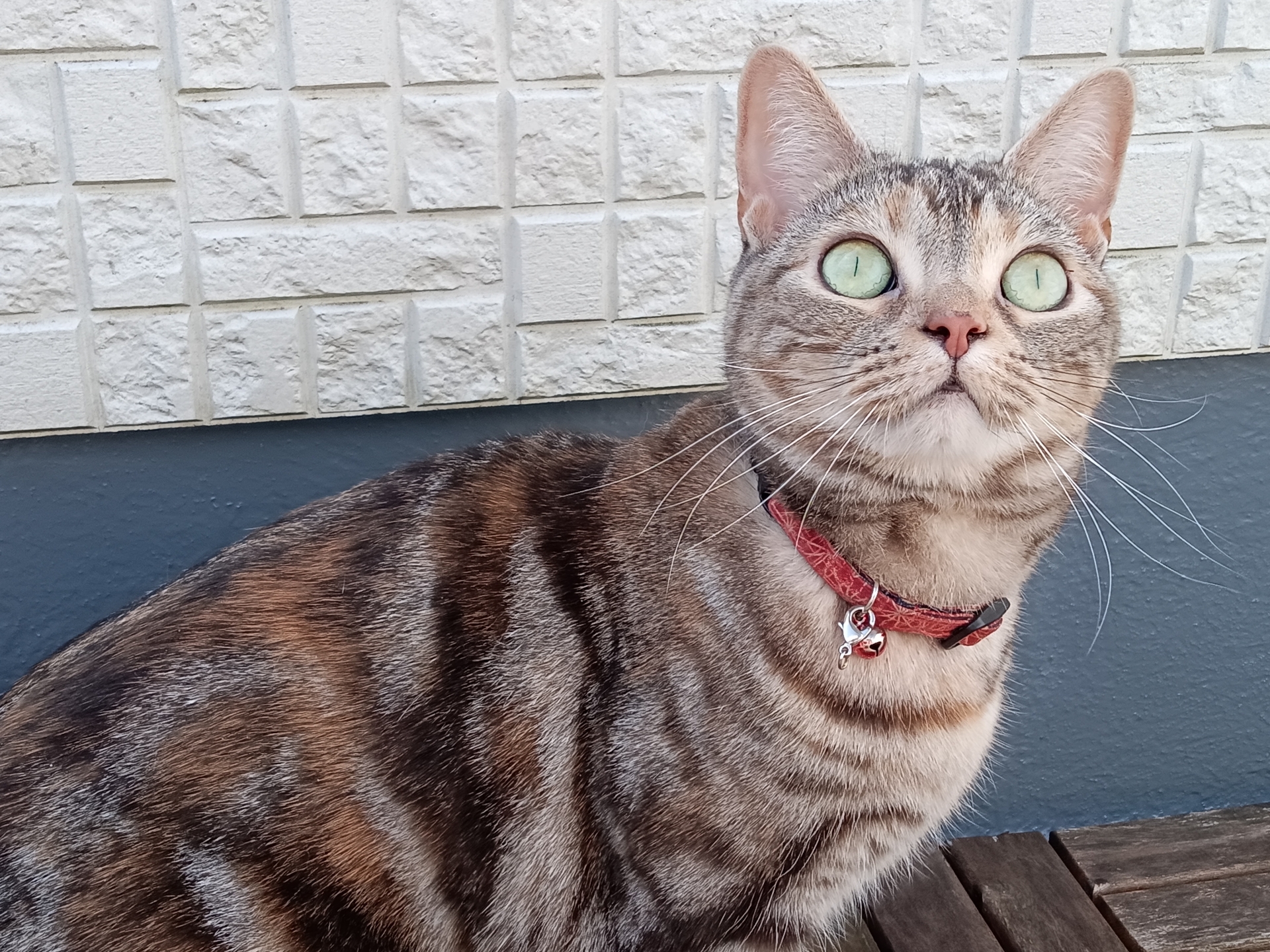 Libero 5G III使用。毛ヅヤをしっかりと表現しているが、少し明るめだ