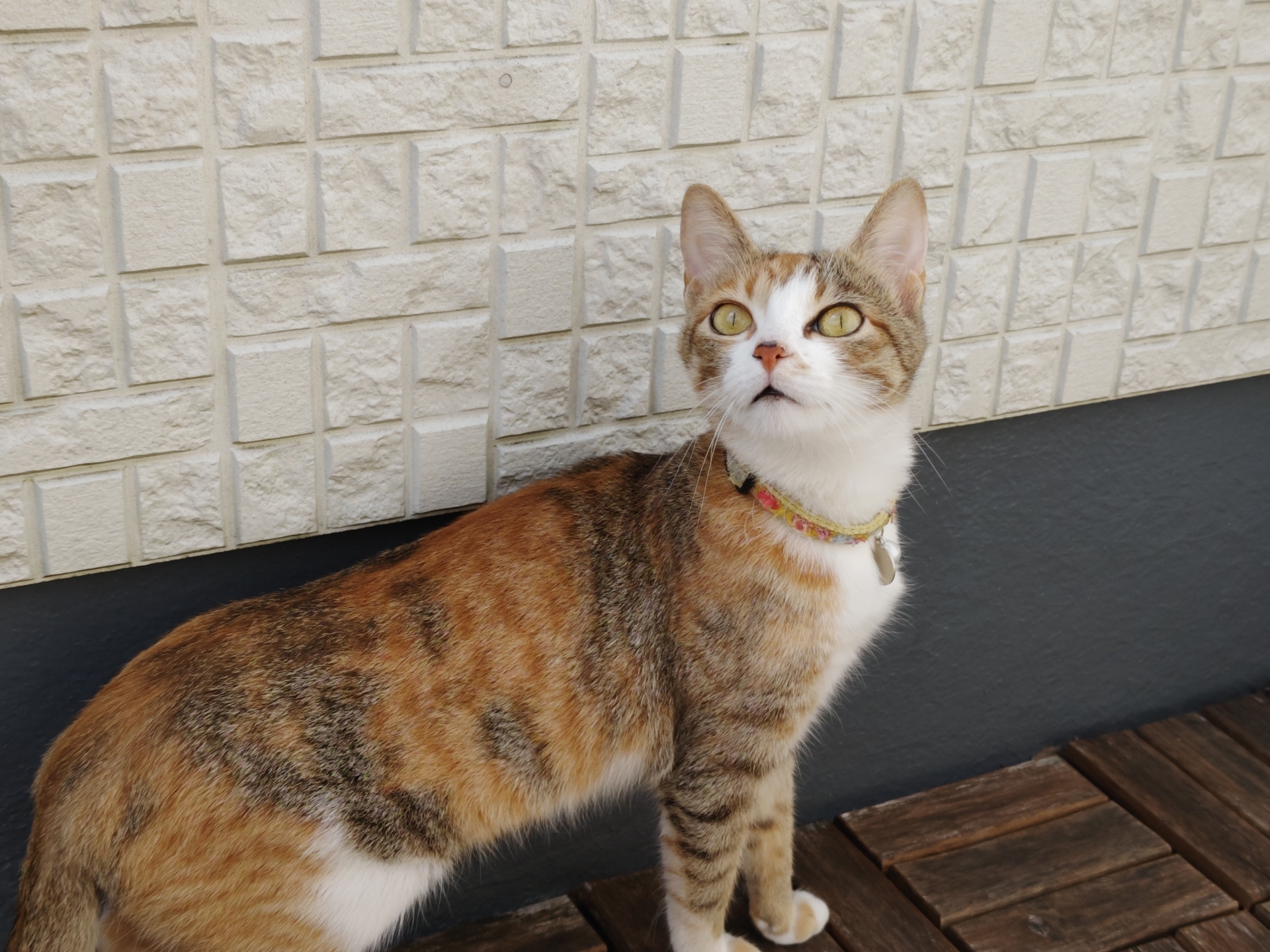 AQUOS R7使用。こちらも柄をはっきりと表現している