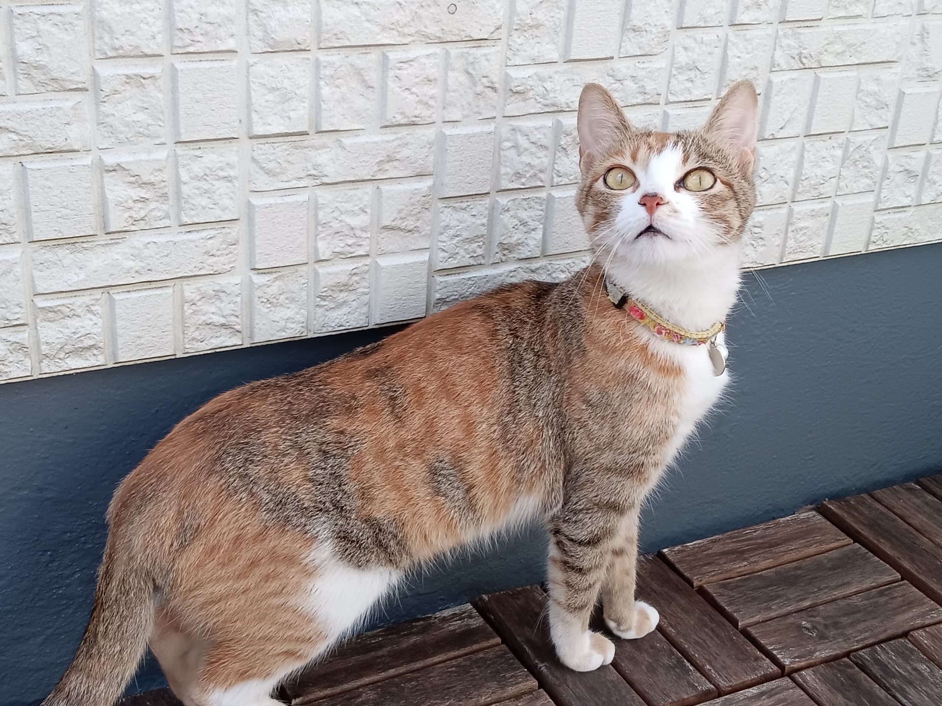 Libero 5G III使用。全体的に明るく、柔らかい印象で撮れている