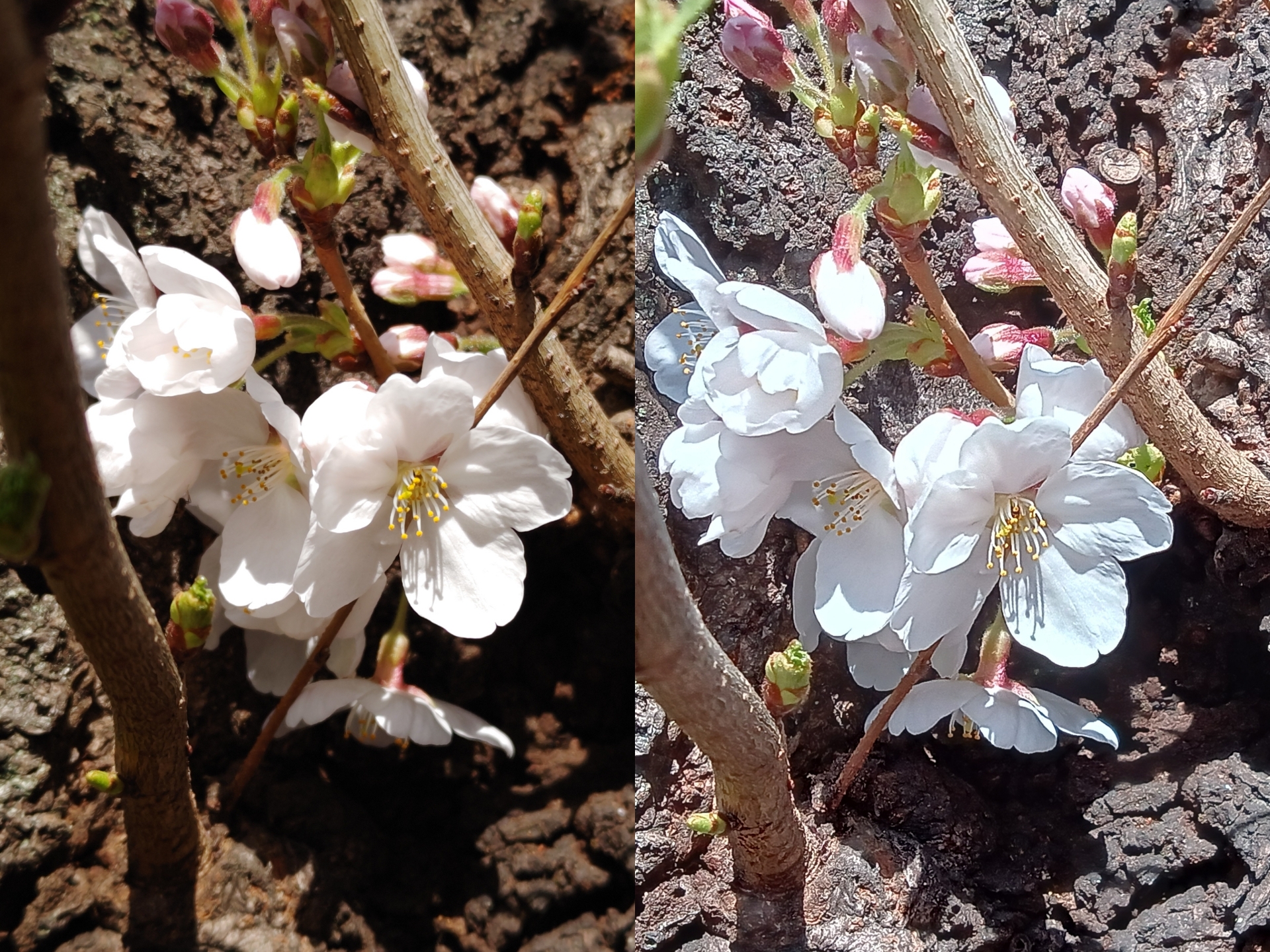 おまけ。どちらがAQUOS R7で撮影した桜でしょうか