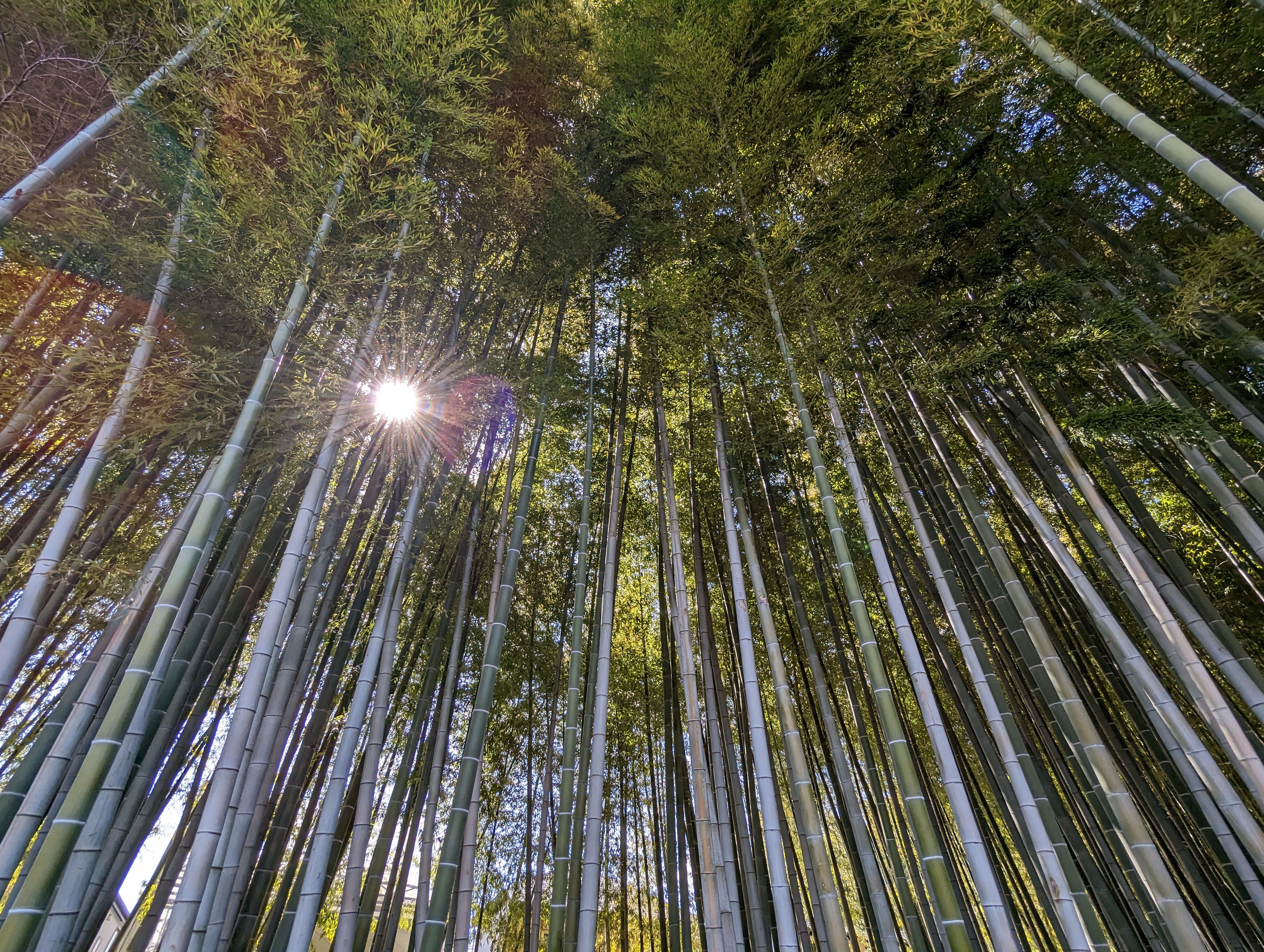 日が差す竹林。イヤなゴーストとフレアも感じさせず、ハイライト部からシャドウ部までクリアでさわやかな写真になった。さほど誇張もなく自然な再現性が好ましい