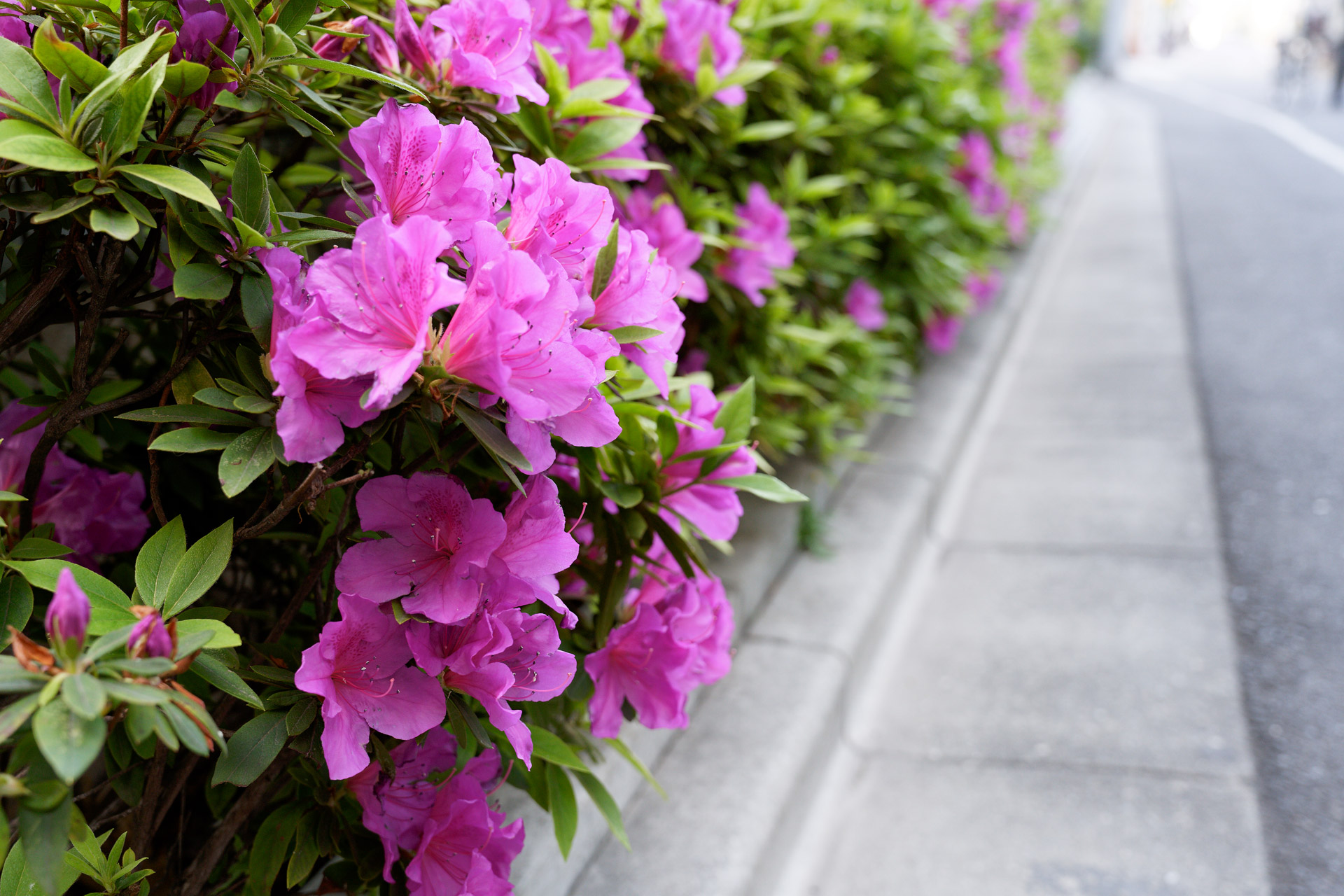 作例3：α7 III（SEL2070G）