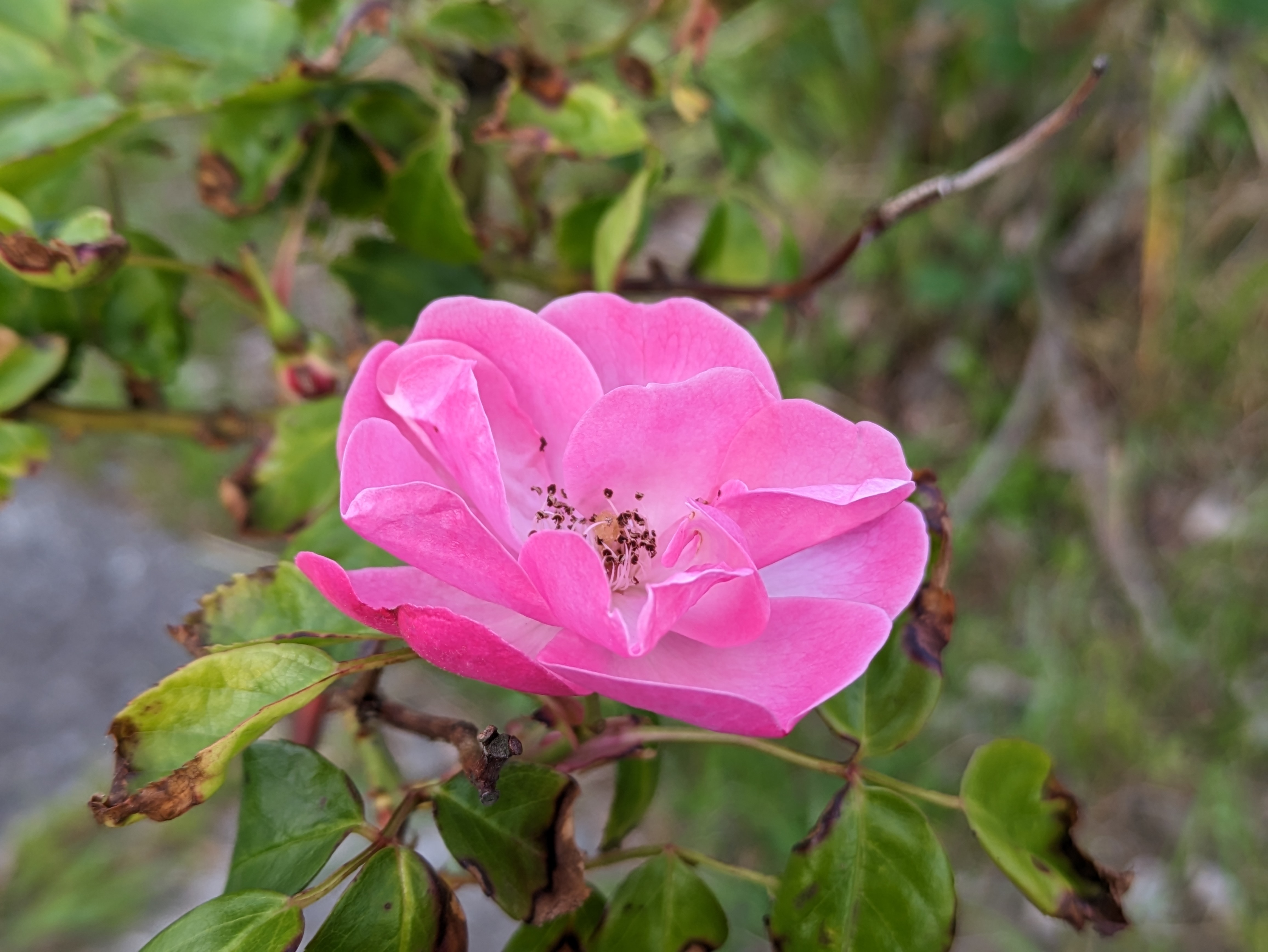 ポートレートモード