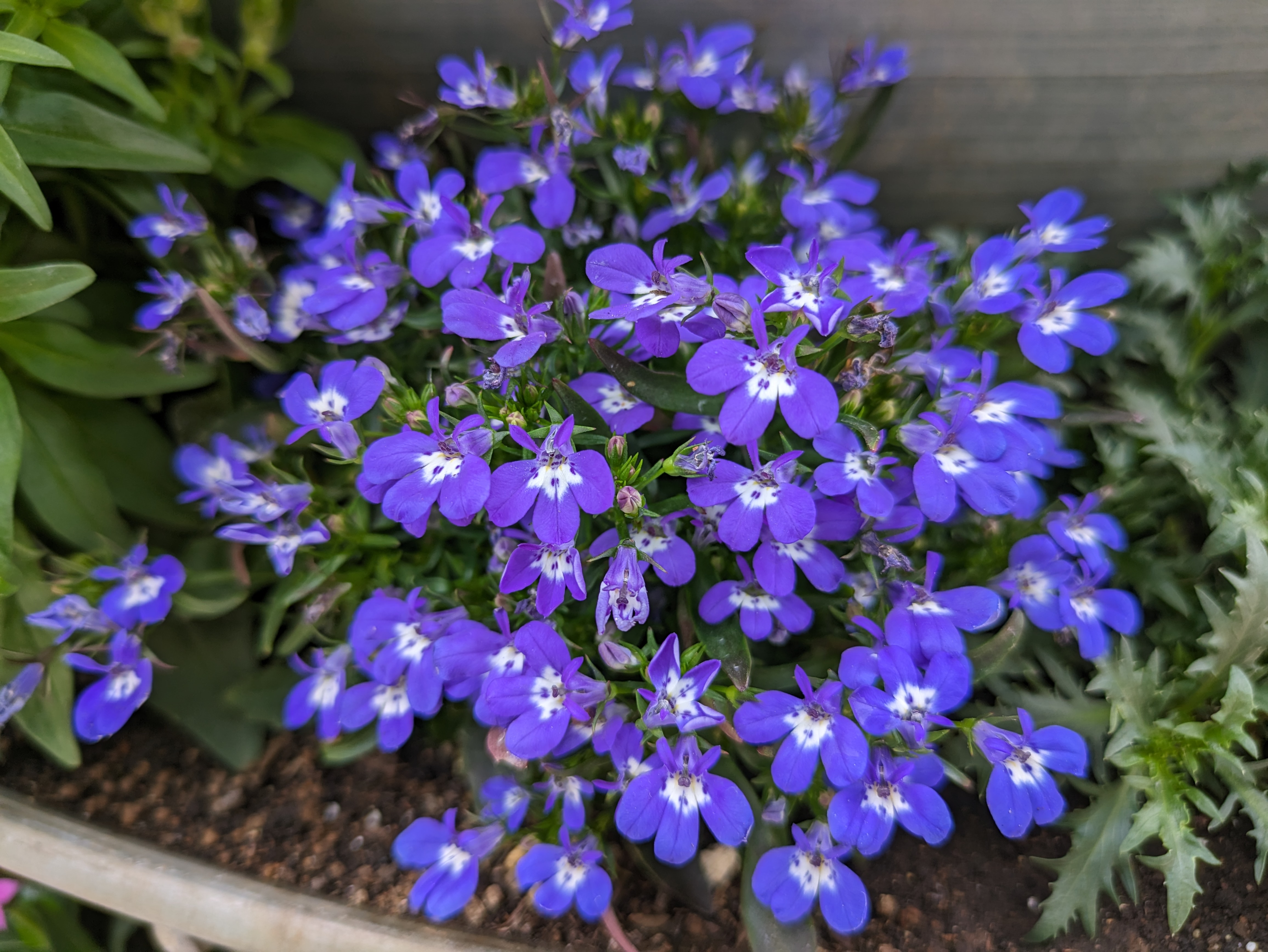 マクロフォーカスはないため、接写はこれくらいが限界