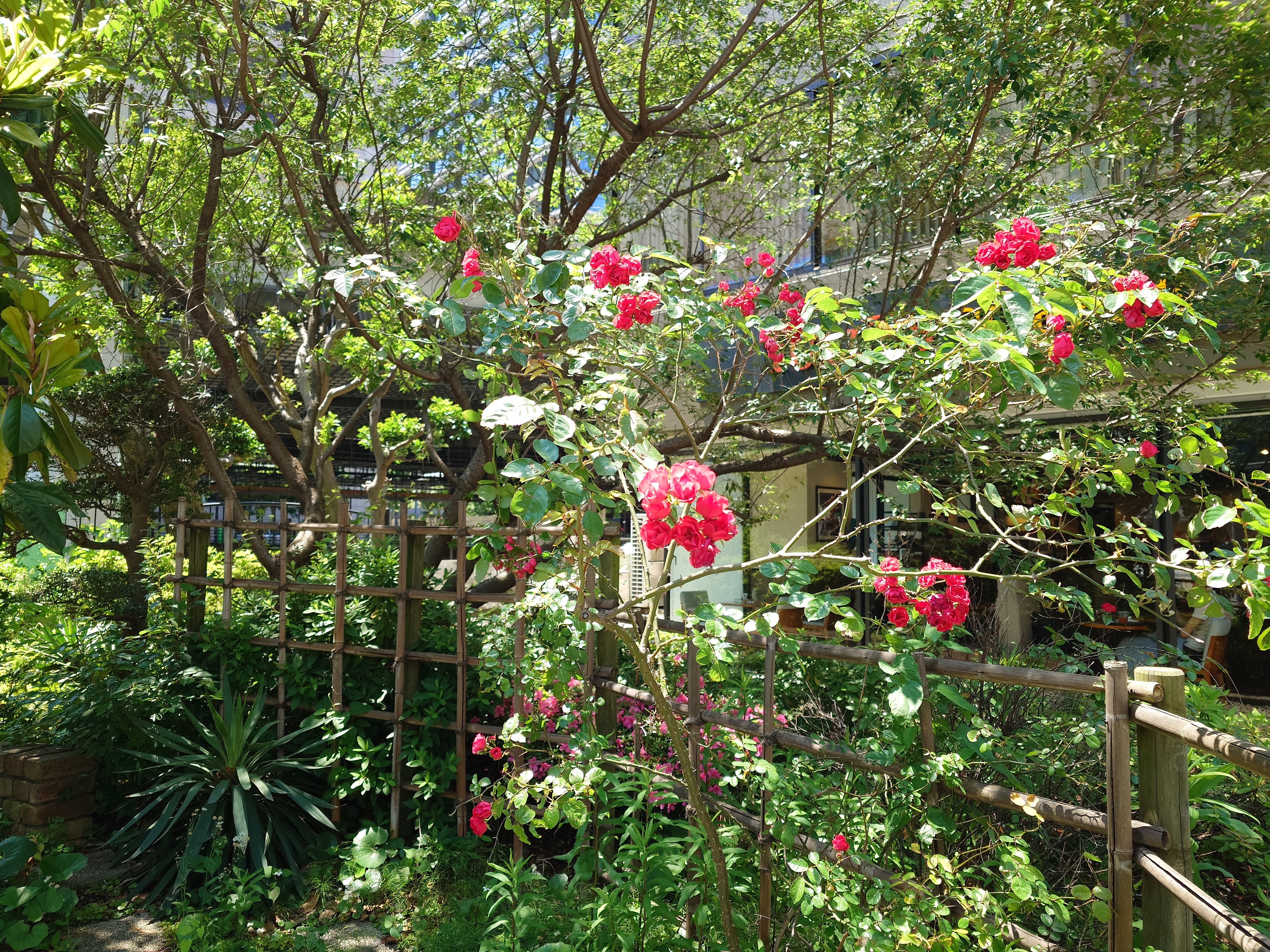 85mm（望遠、光学）