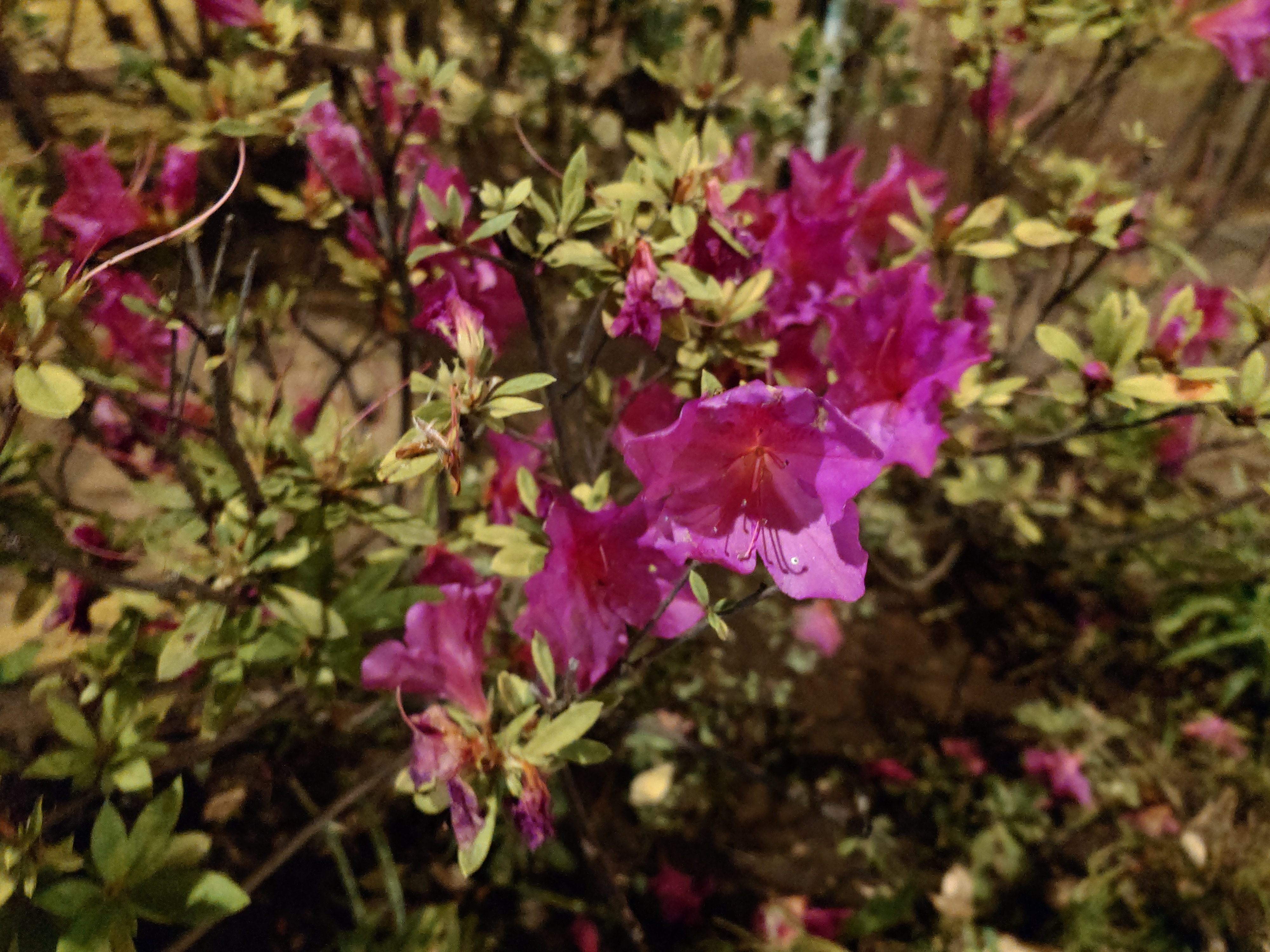 左から、メインの広角、超広角、望遠カメラで撮影。超広角と望遠では、色が若干飛んでしまっているが、メインカメラでは、色合いなども自然に表現されていることがわかる