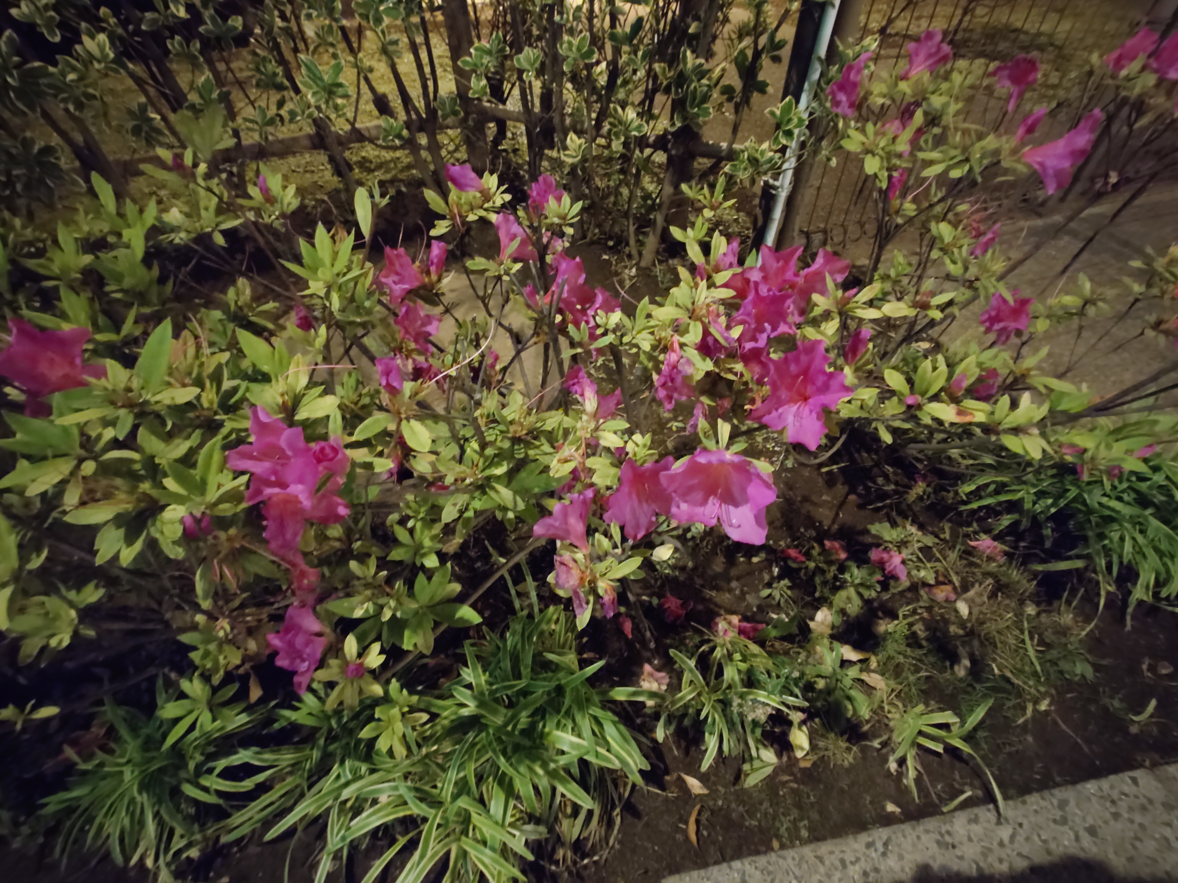 左から、メインの広角、超広角、望遠カメラで撮影。超広角と望遠では、色が若干飛んでしまっているが、メインカメラでは、色合いなども自然に表現されていることがわかる