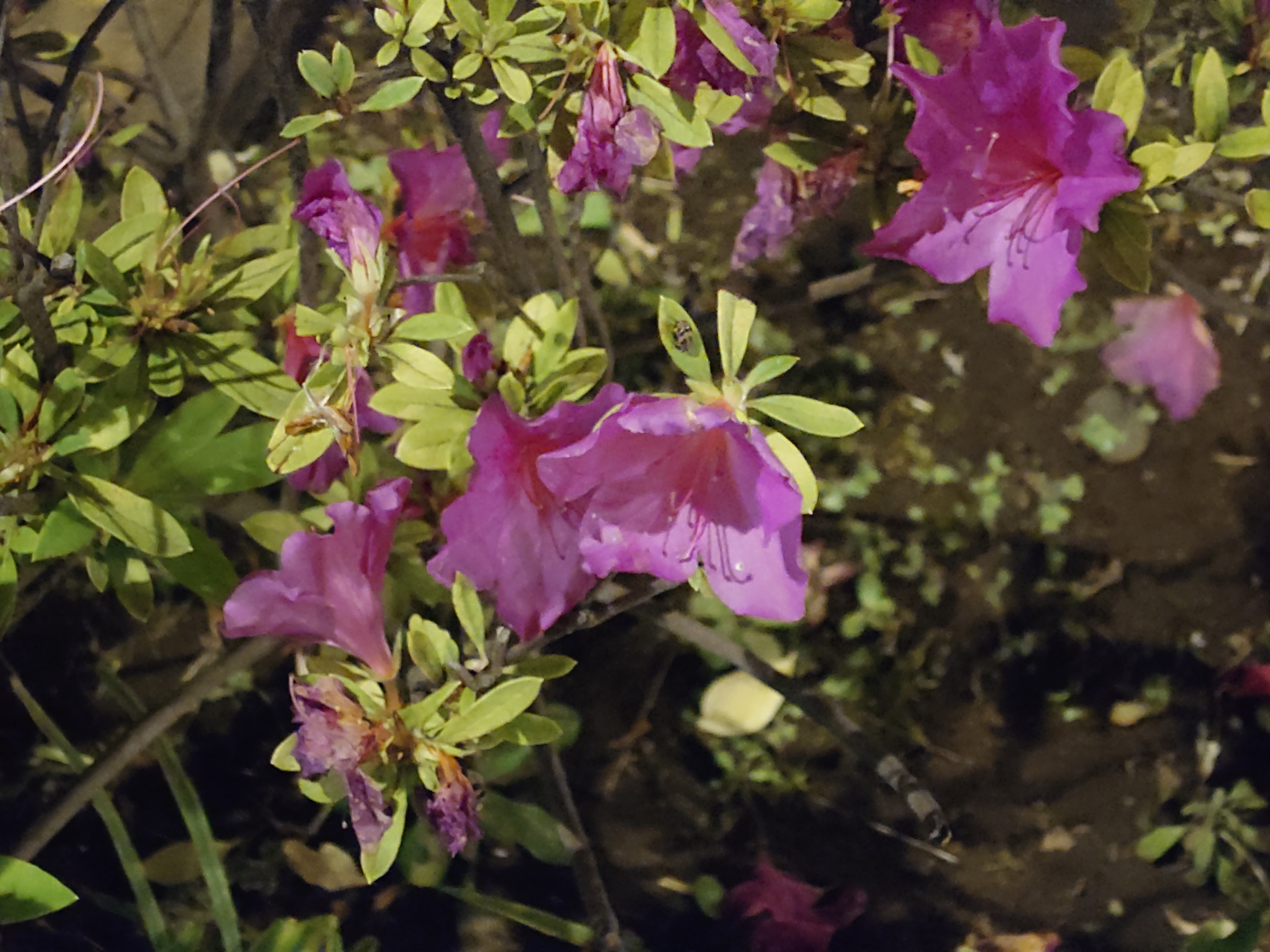 左から、メインの広角、超広角、望遠カメラで撮影。超広角と望遠では、色が若干飛んでしまっているが、メインカメラでは、色合いなども自然に表現されていることがわかる