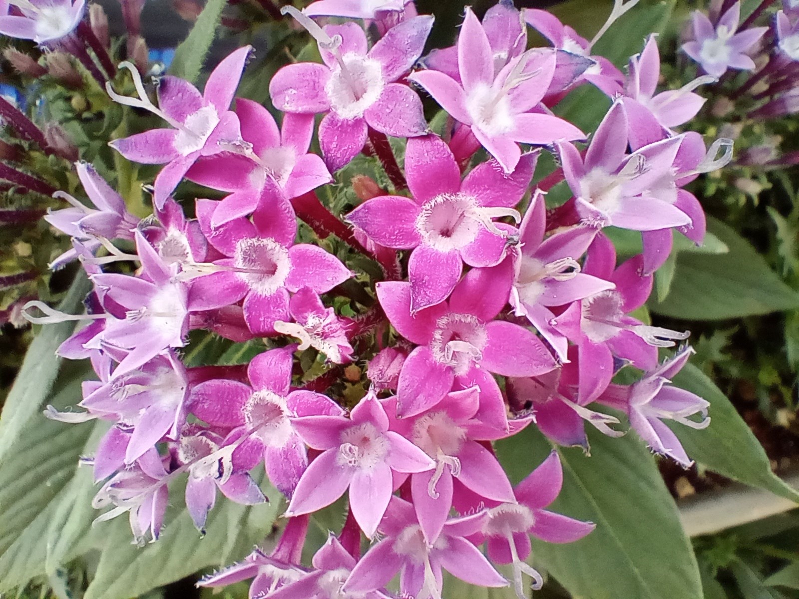 マクロカメラで撮影（1600×1200/約934KB）