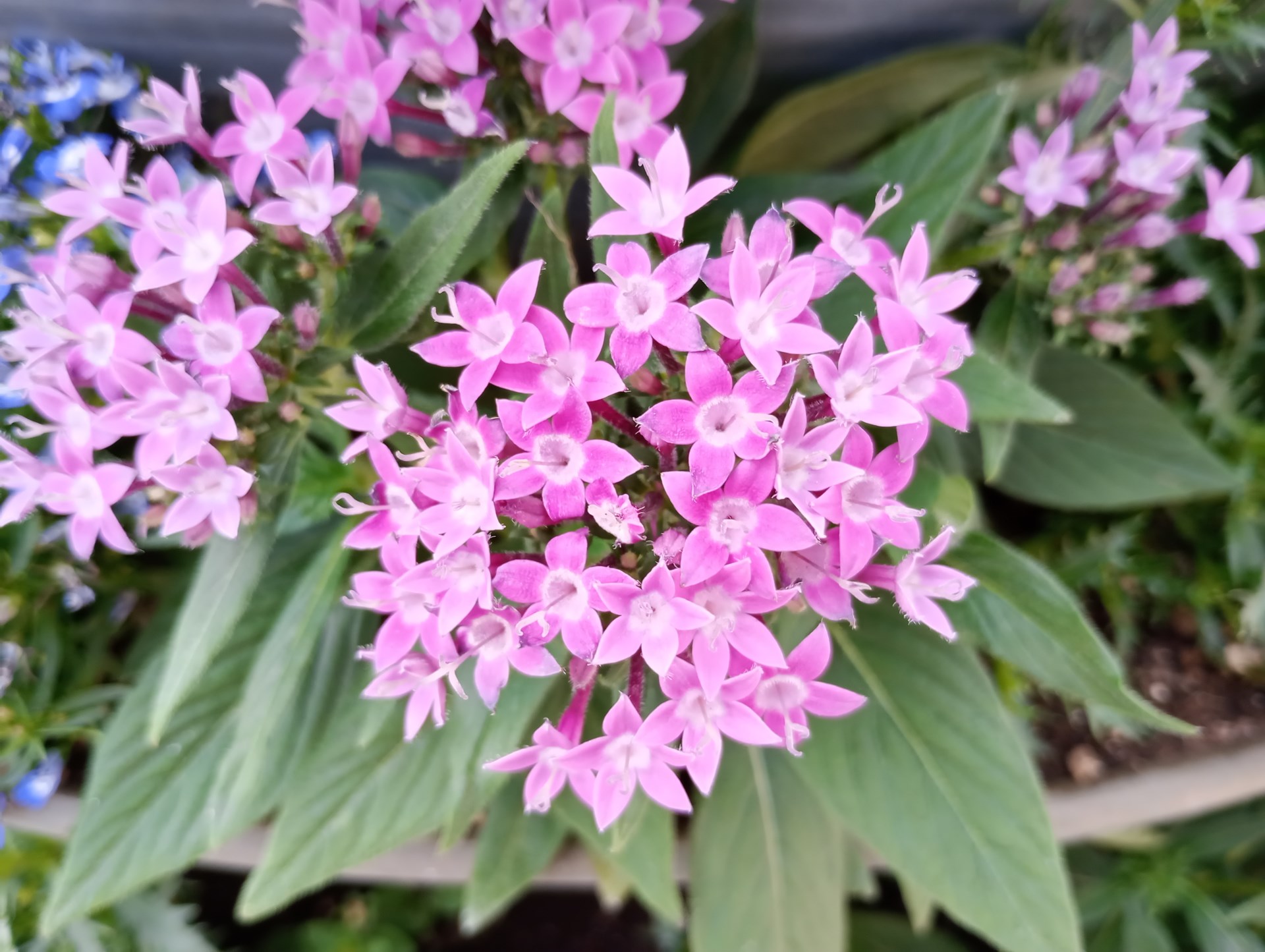 メインカメラだと寄れるのはこのあたりまで（4080×3072/約2.54MB）