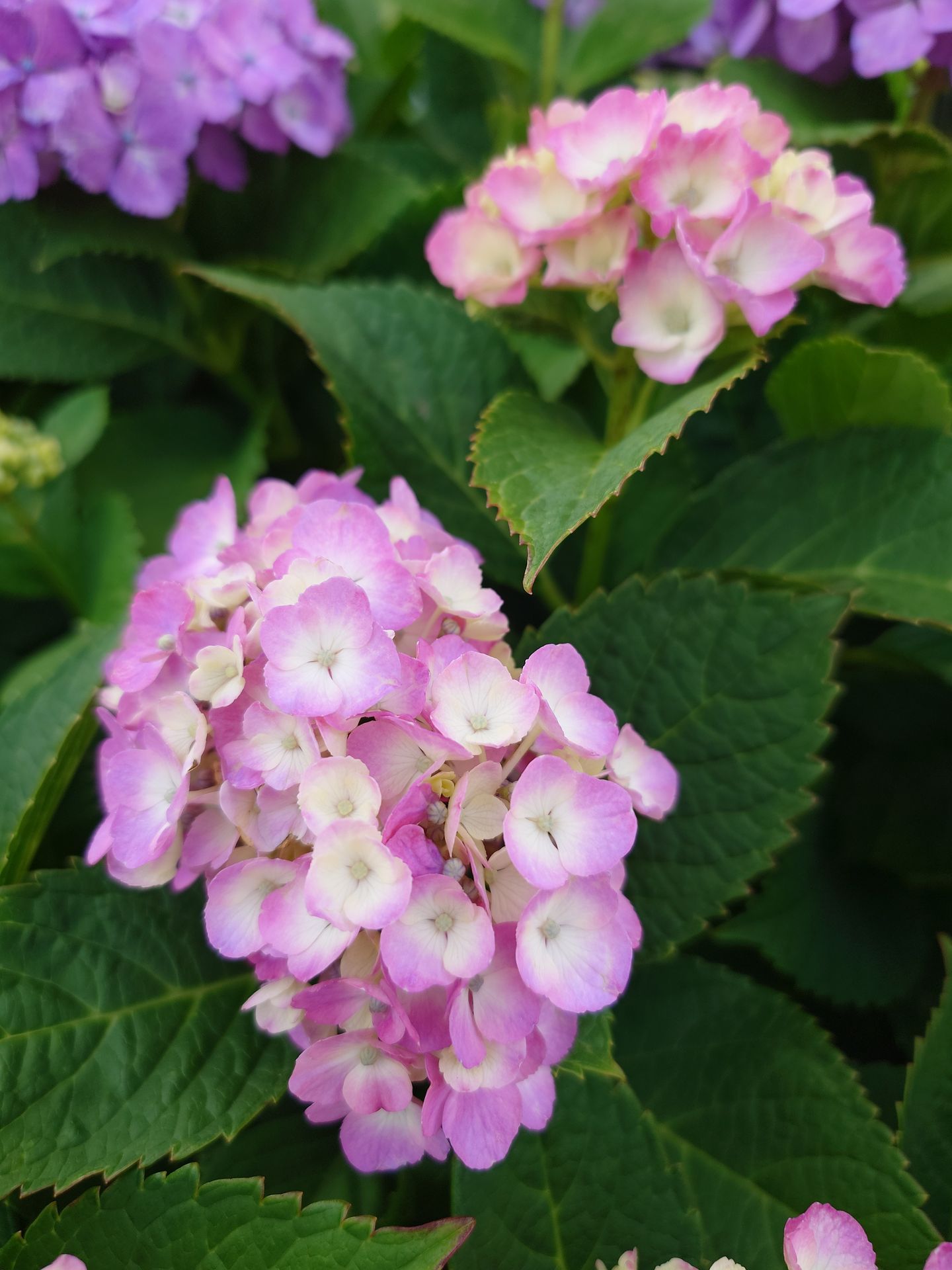 雨が降りそうな空の下で紫陽花に迫った。的確なオートホワイトバランスで微妙な色合いも見た目に近い再現性になった