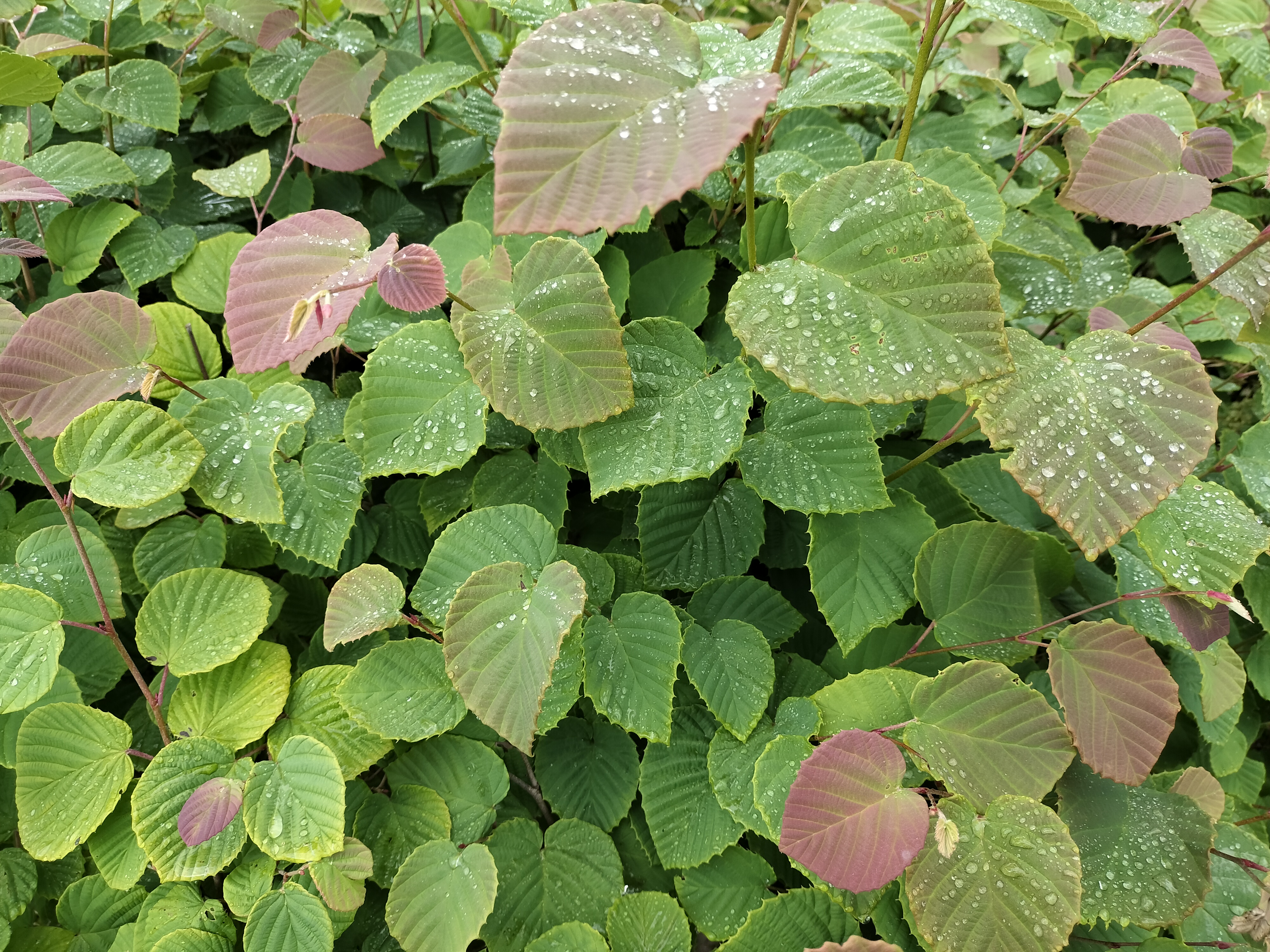 広角レンズでの撮影。