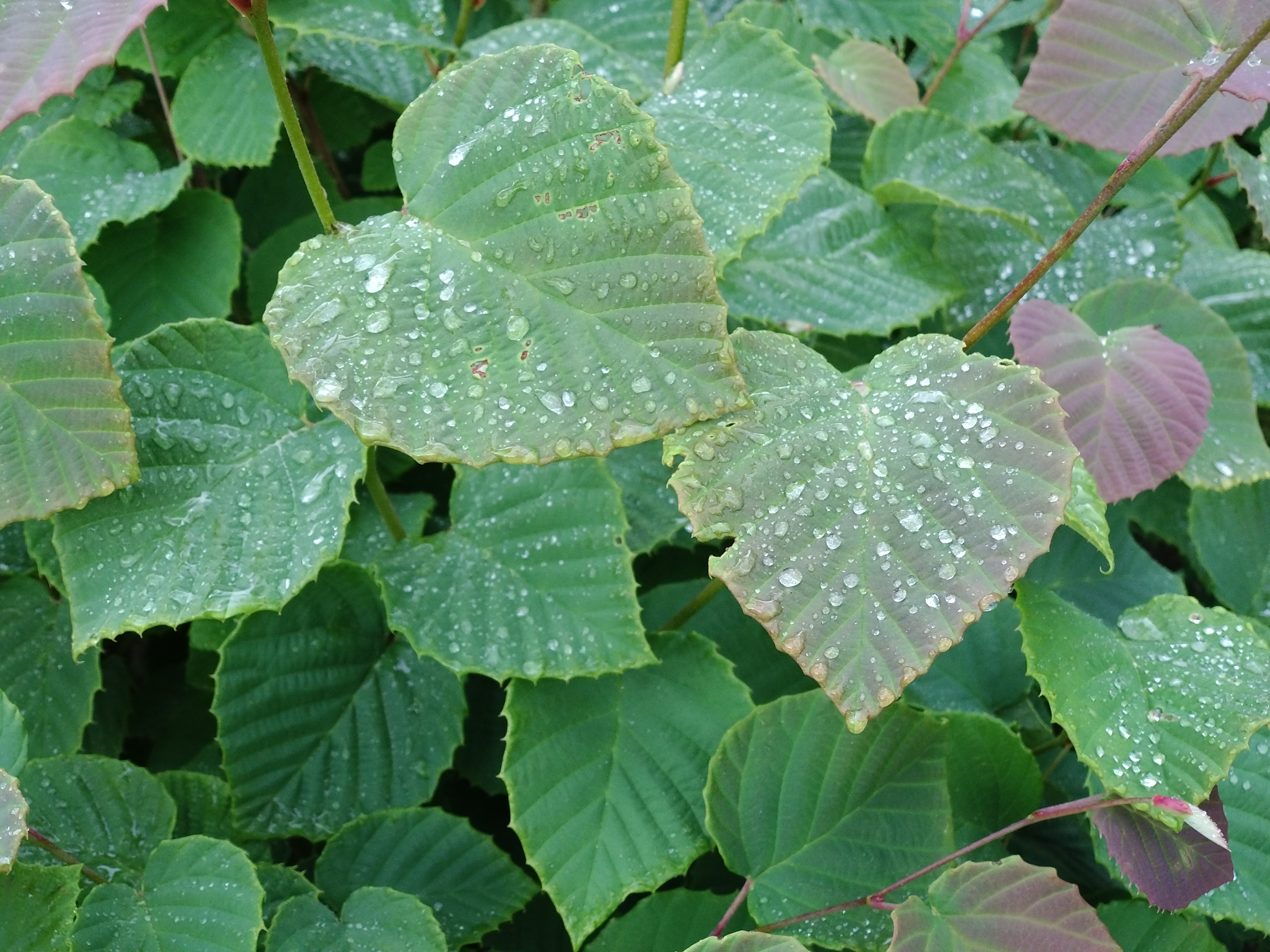 同じ被写体を、超広角（約800万画素 F2.2）、広角（約1200万画素 F1.8）、望遠（約800万画素 F2.2）の順で撮影。望遠を使うと、わりと近くにある被写体をアップで撮影できる。小物撮影ならスマートフォンなどで対象に影を落とさずに撮れて便利だ。手ぶれ補正が効いているのか、望遠での撮影時にもブレは見られない。