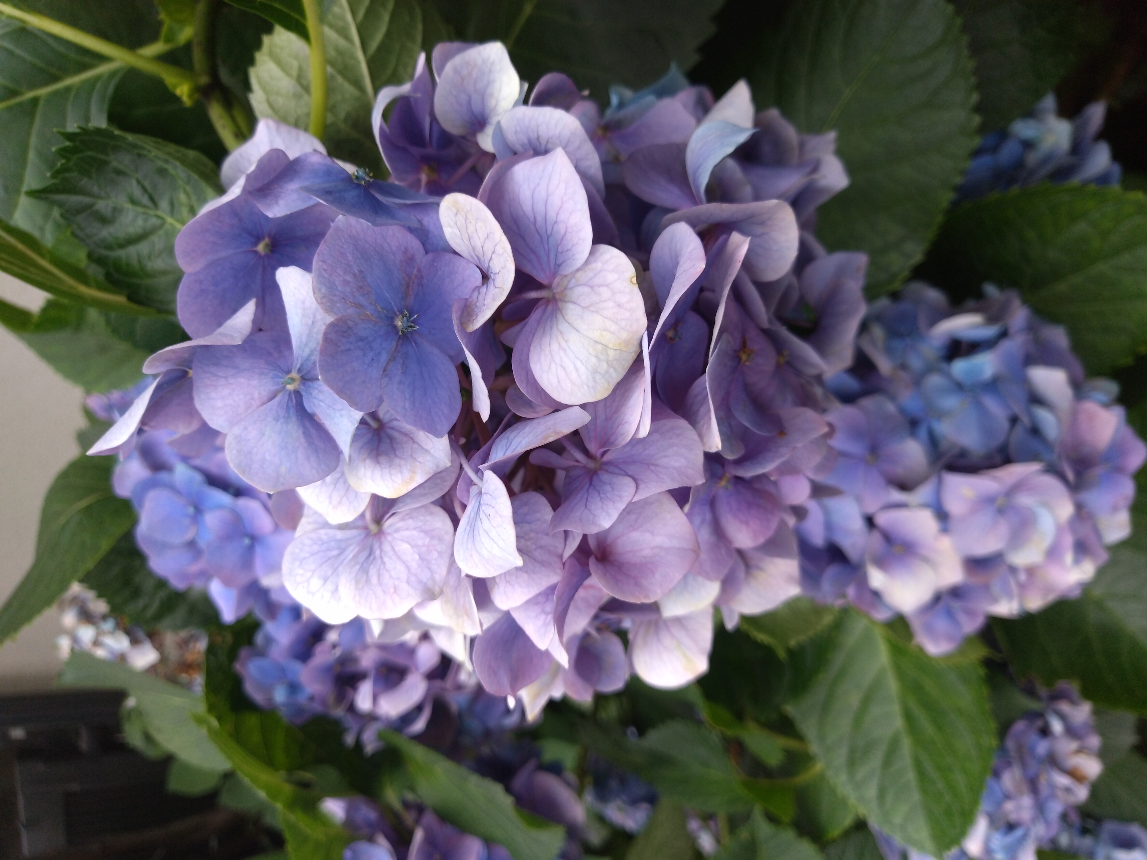 背面のメインカメラで撮影。色合いもきちんと再現できている。動画の撮影も試したが、動きの速い被写体にちょっと苦手な印象