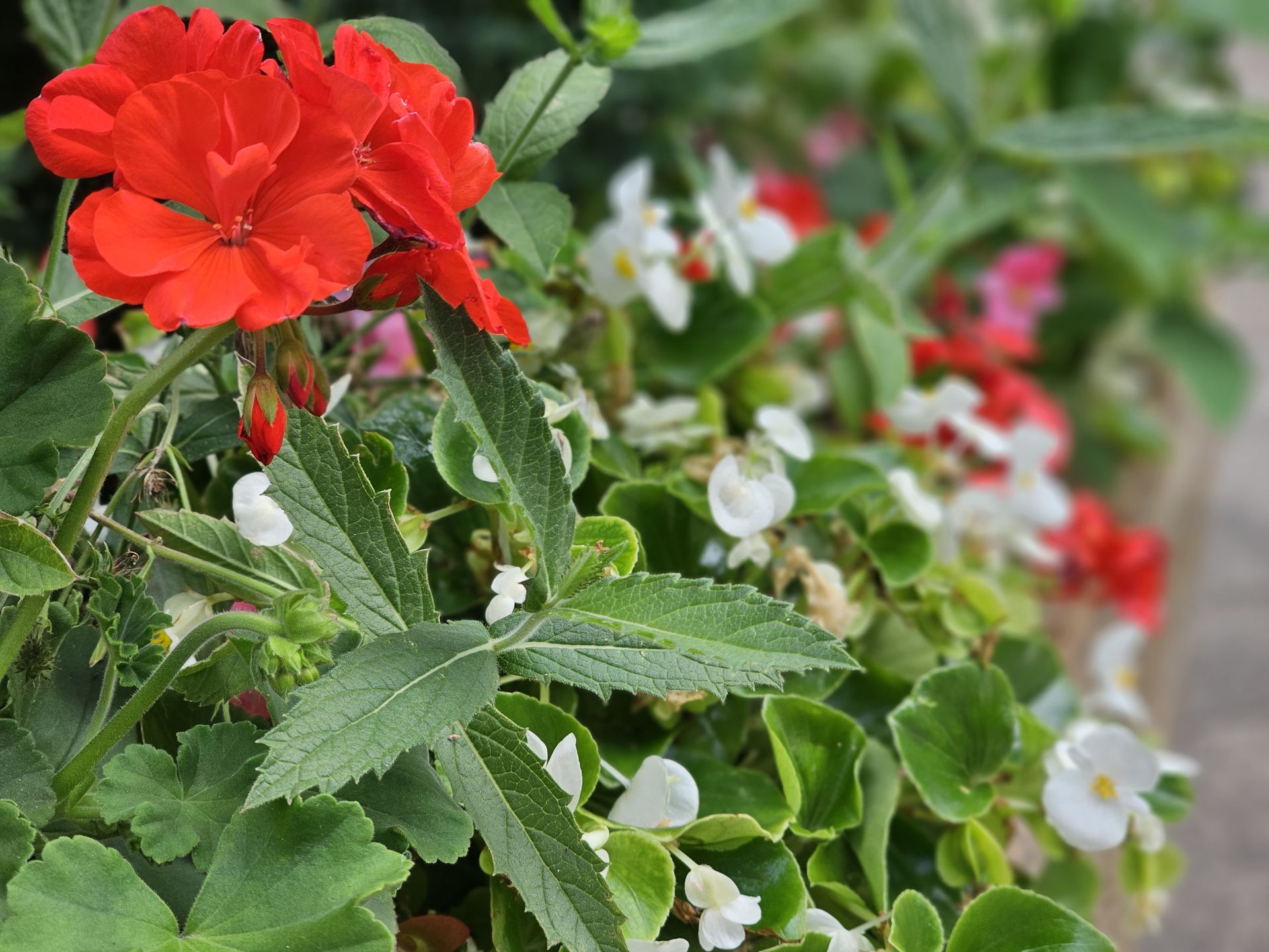 ポートレートモード