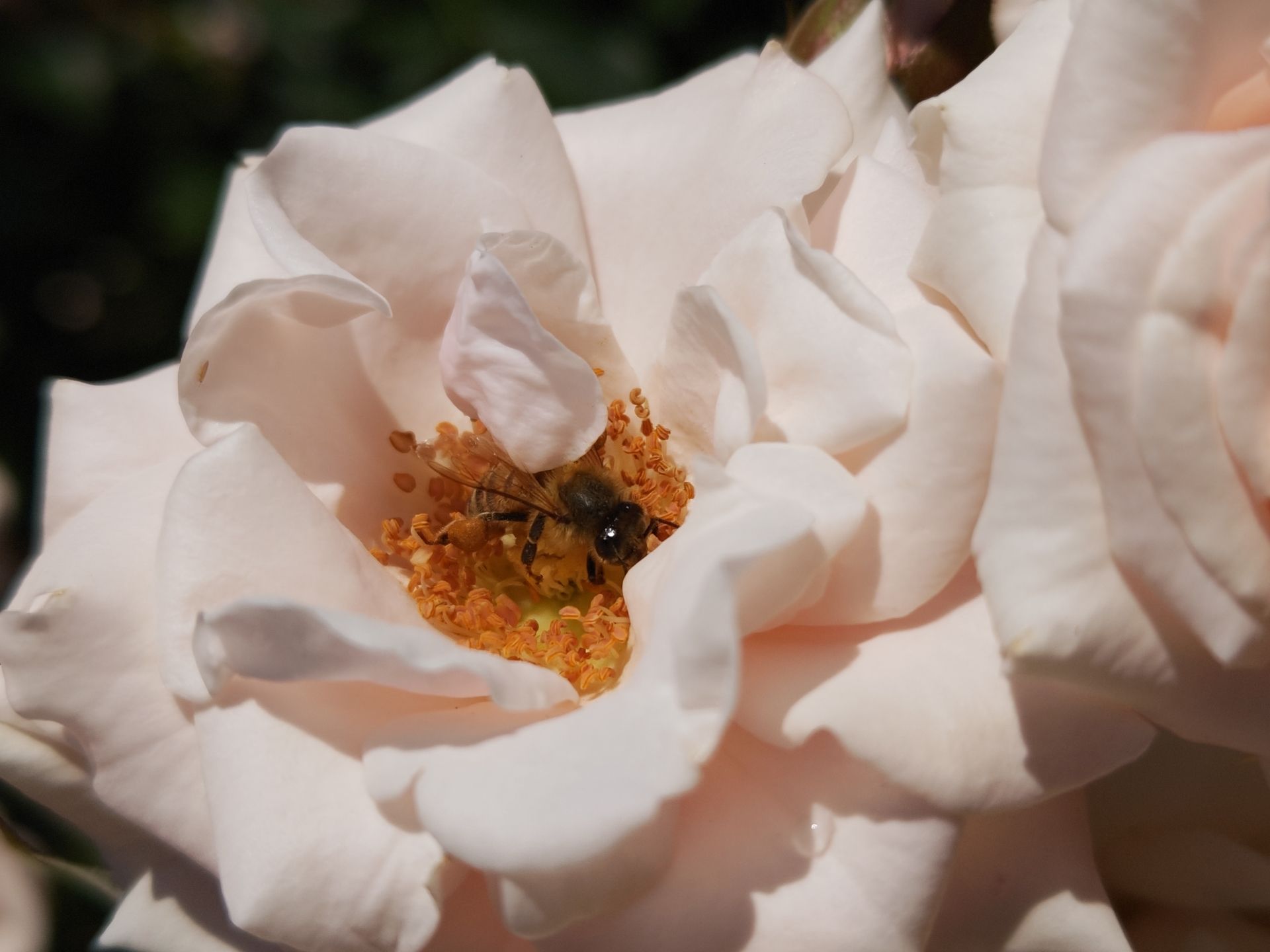 良い天気に誘われて、セイヨウミツバチも忙しそうに飛び交っていた