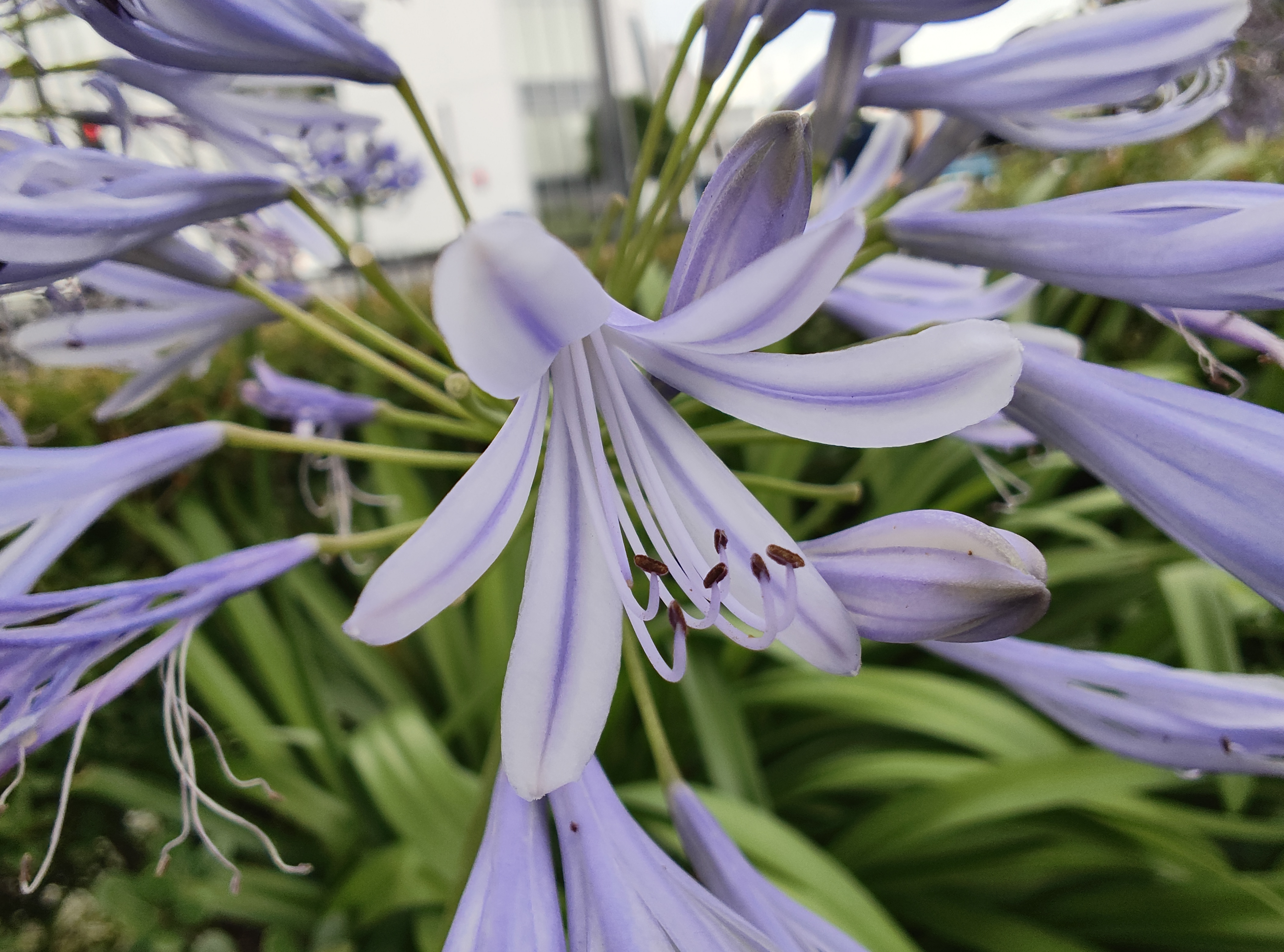 マクロをオンにして撮影