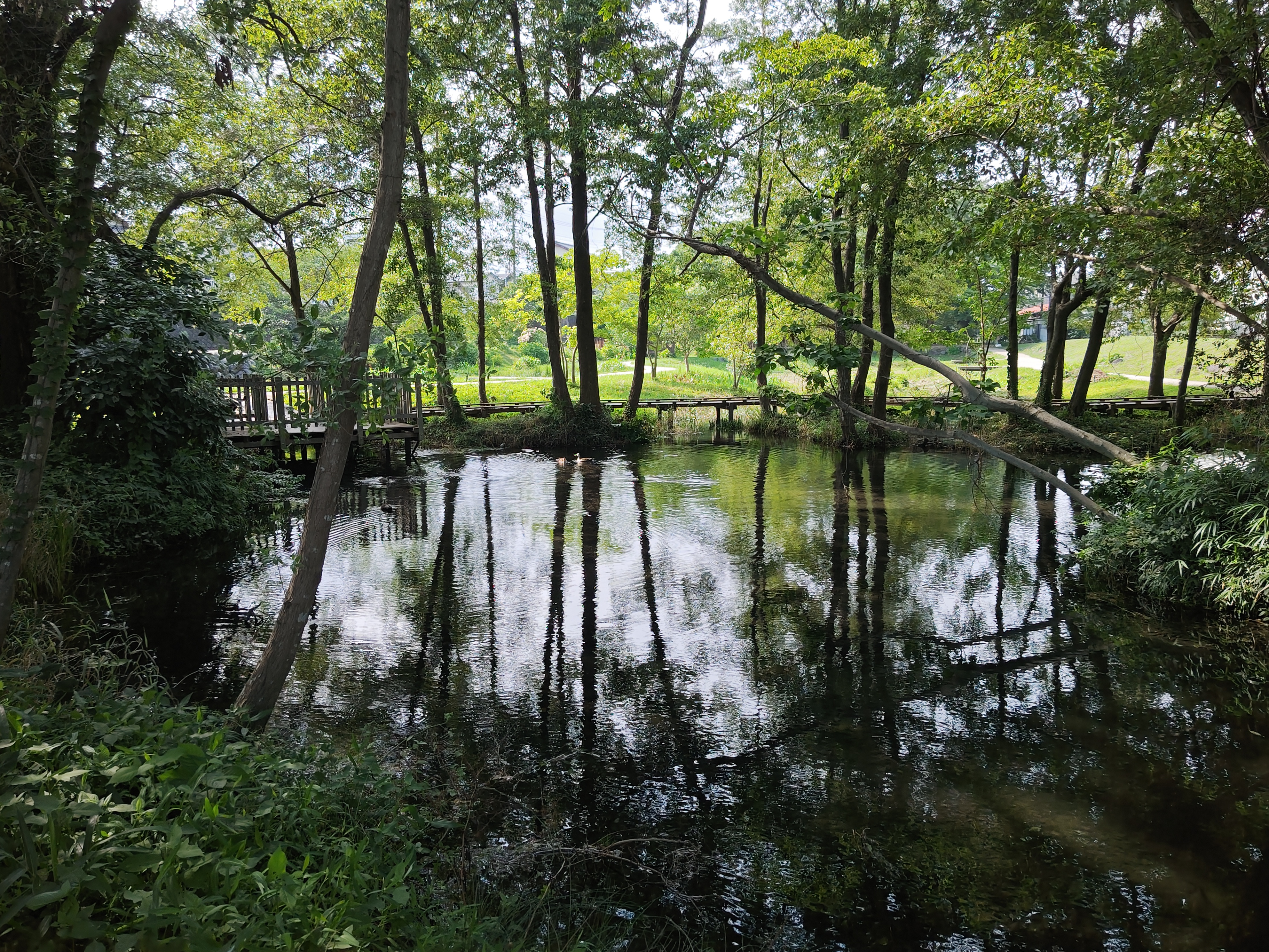 湧き水の出る公園でのカット。大きなセンサーによる精細なアウトプットはスマートフォンというより高級コンパクトデジタルカメラに近い。緻密さと的確な色再現が魅力だ