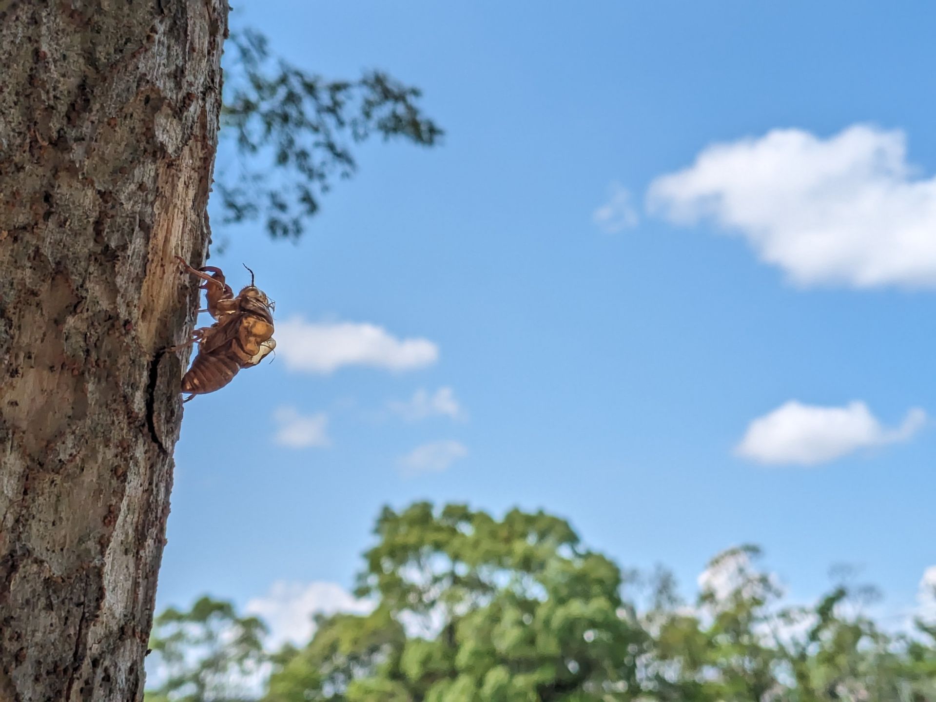 盛夏を過ぎてあまり見かけることがなくなったセミの抜け殻。その姿を空ヌケで捉えた。心地良いボケが主のいなくなった姿を浮かび上がらせた。