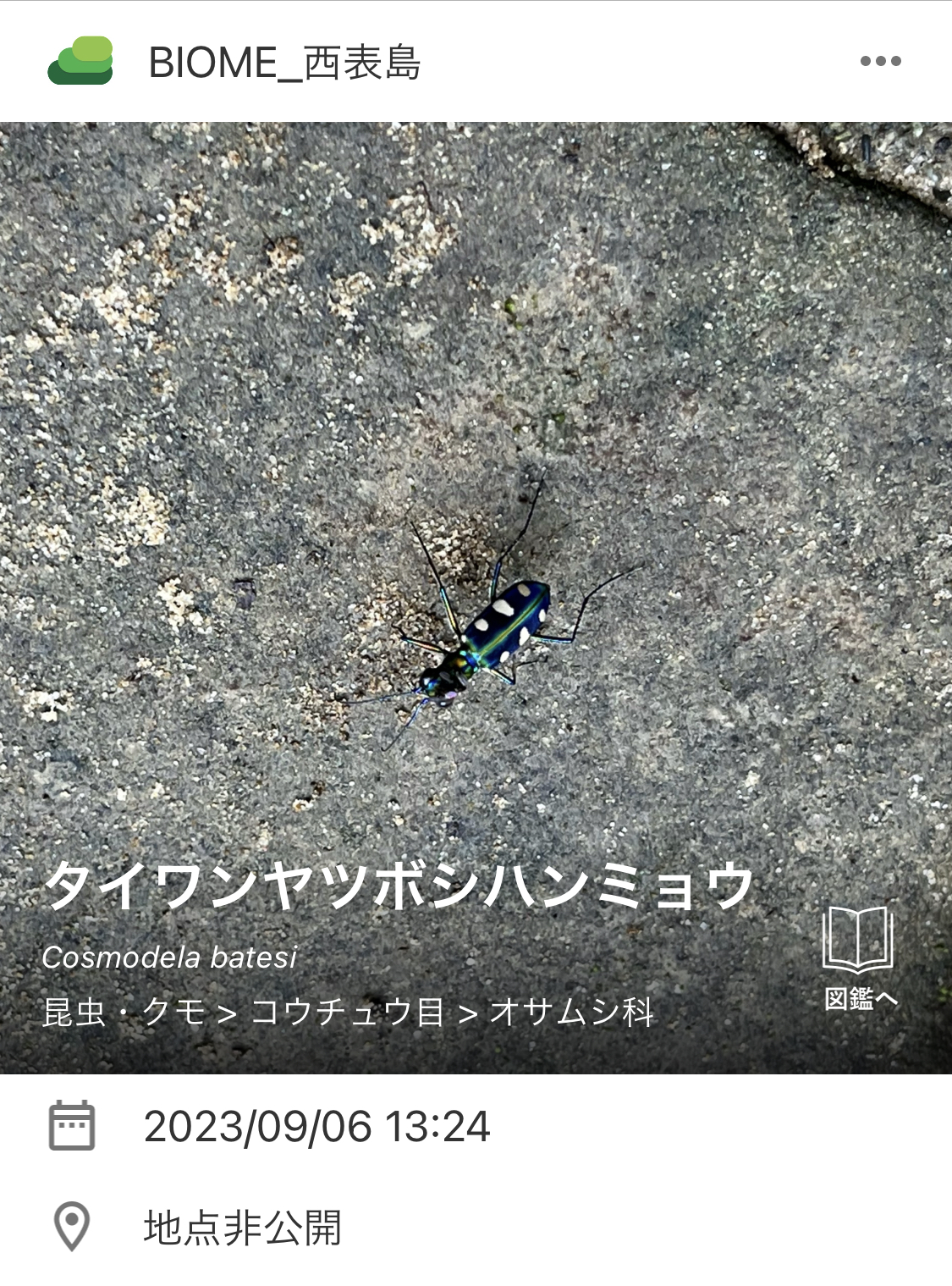 見つかった生き物の一例。左からイシガケチョウ、タイワンヤツボシハンミョウ。右は在来種か外来種か研究中という（提供：KDDI）