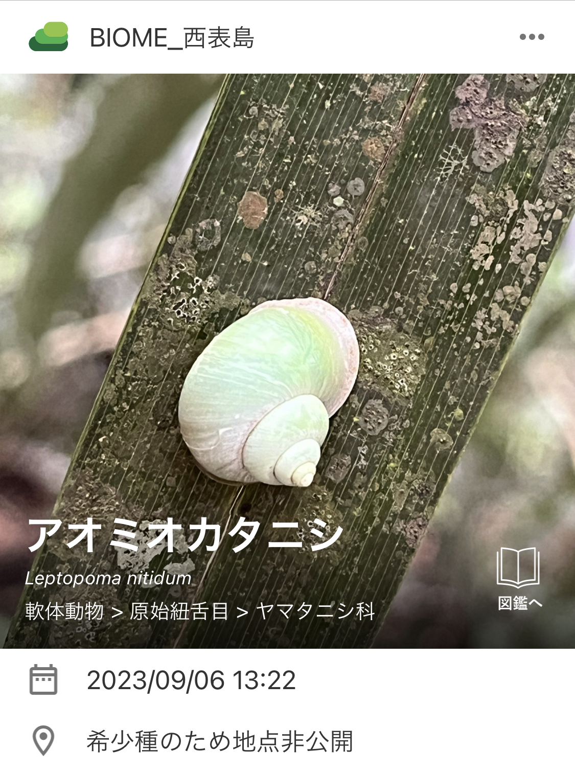 見つかった生き物の一例。左からアオミオカタニシ、イシガキトカゲ。いずれも在来種という（提供：KDDI）