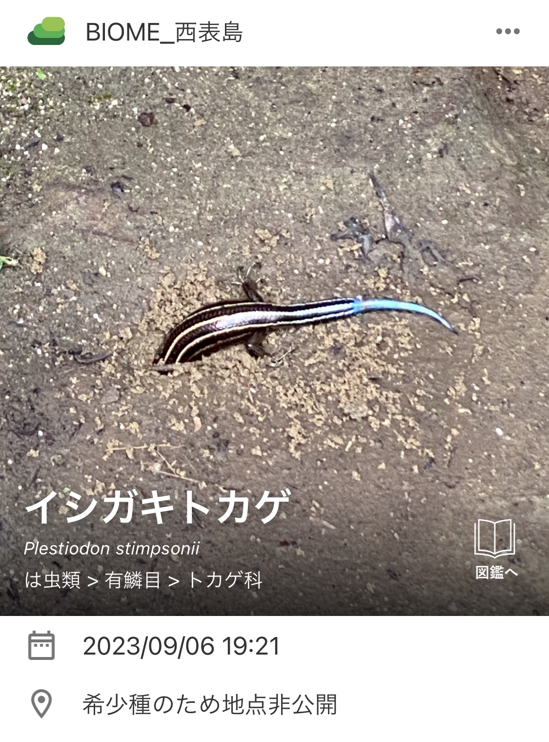 見つかった生き物の一例。左からアオミオカタニシ、イシガキトカゲ。いずれも在来種という（提供：KDDI）