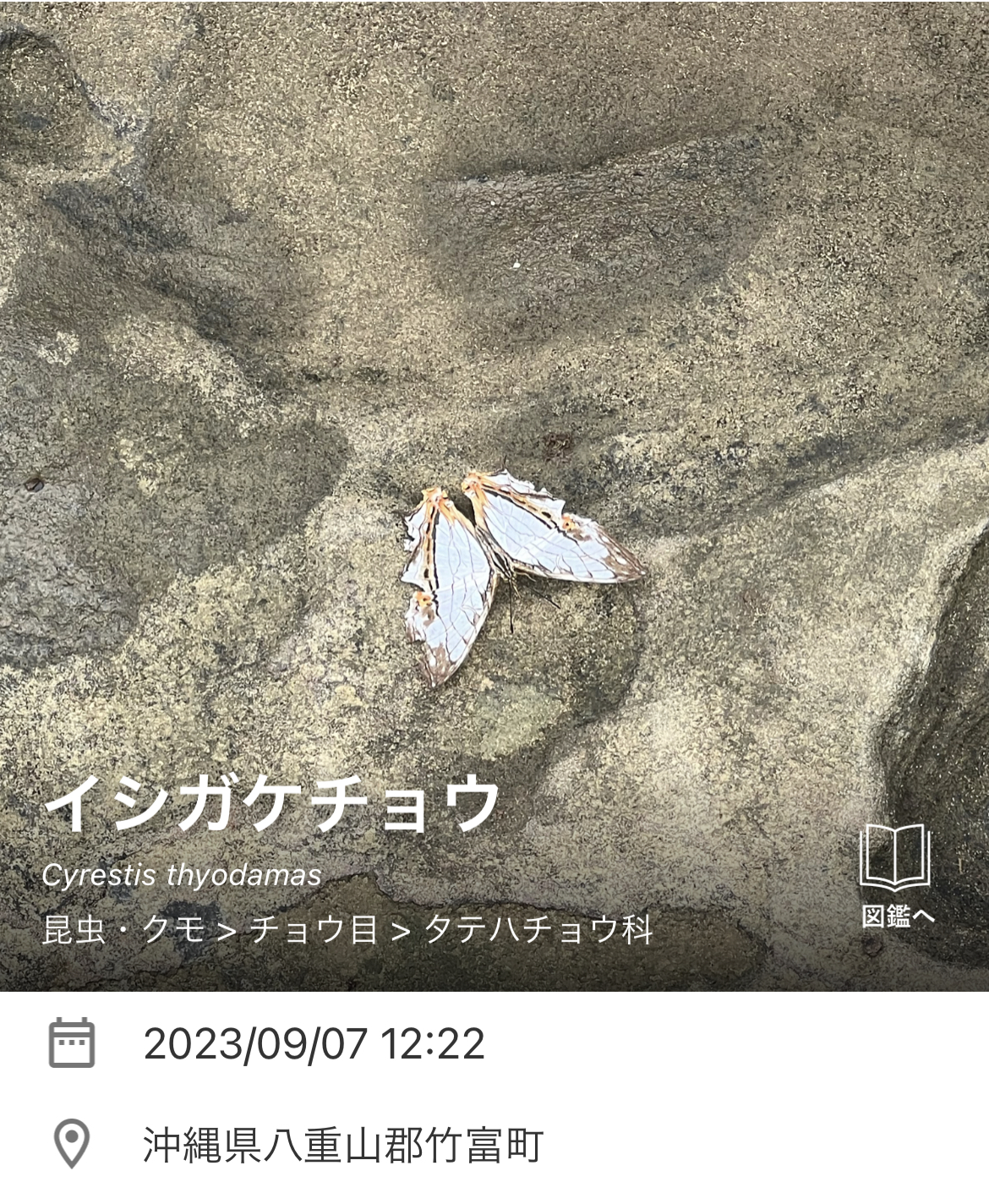 見つかった生き物の一例。左からイシガケチョウ、タイワンヤツボシハンミョウ。右は在来種か外来種か研究中という（提供：KDDI）