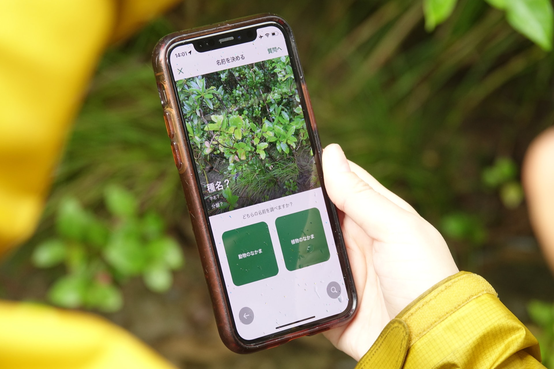 見つかった生き物の一例。左からイシガケチョウ、タイワンヤツボシハンミョウ。右は在来種か外来種か研究中という（提供：KDDI）