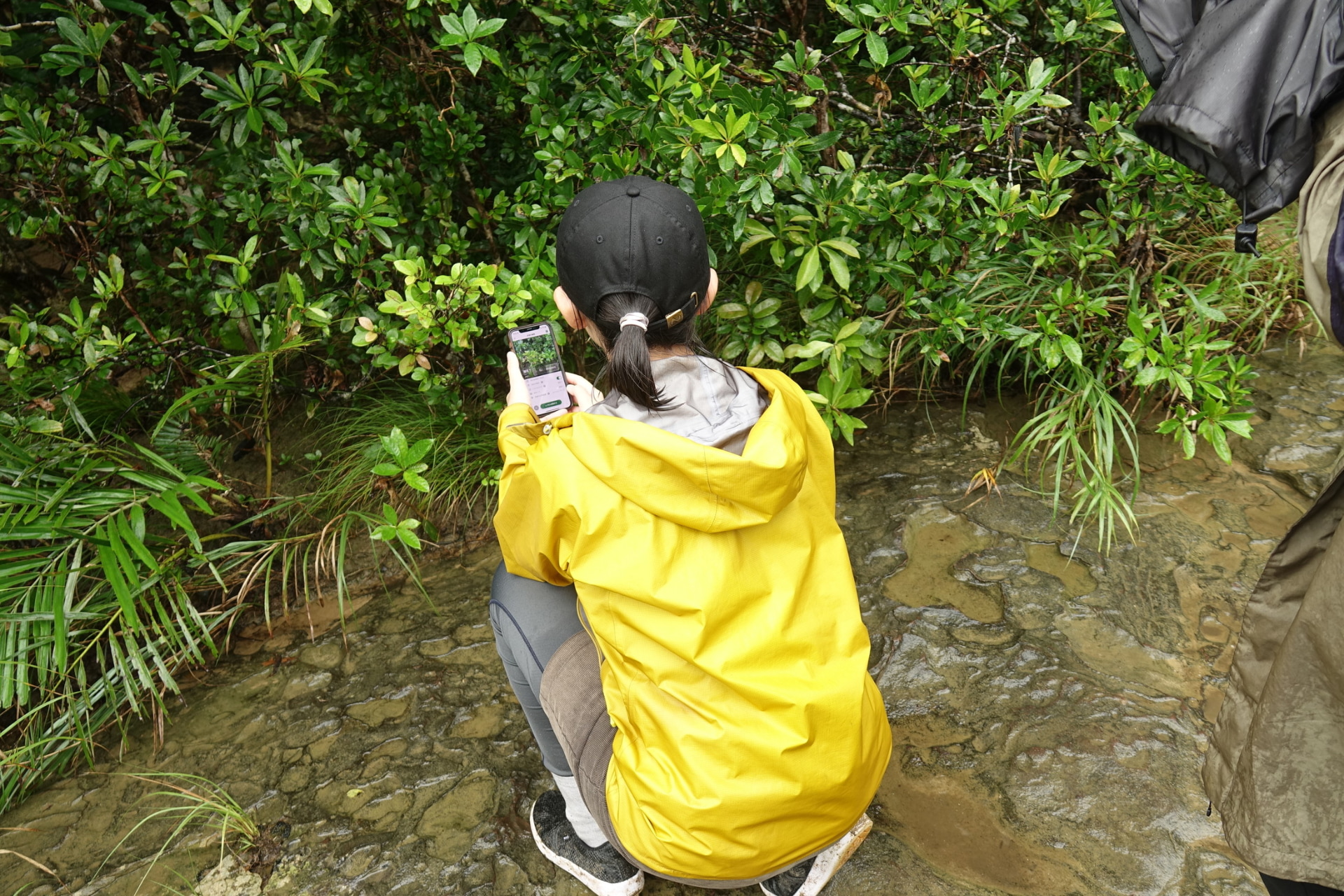 見つかった生き物の一例。左からイシガケチョウ、タイワンヤツボシハンミョウ。右は在来種か外来種か研究中という（提供：KDDI）