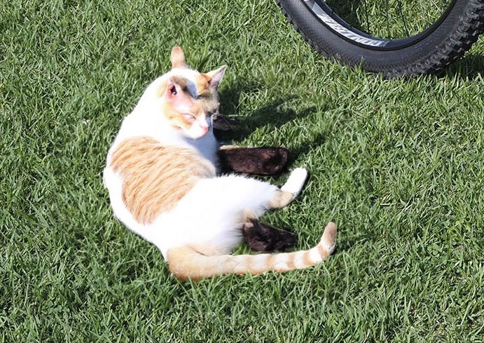 猫その3。