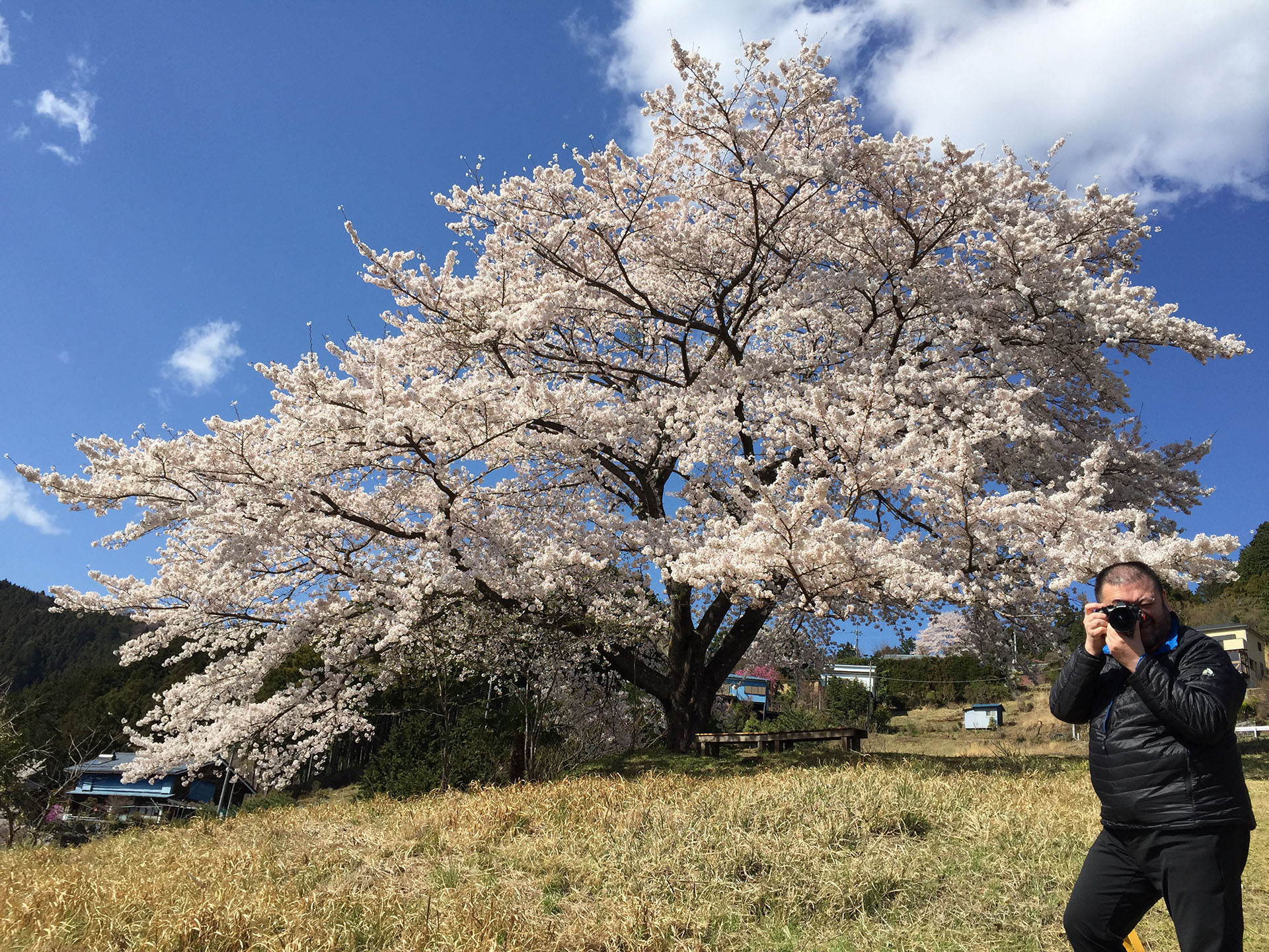 満開の桜をバックに撮ってもらった元写真。もうちょっと周囲の雰囲気が収まっていたらなー、みたいな。