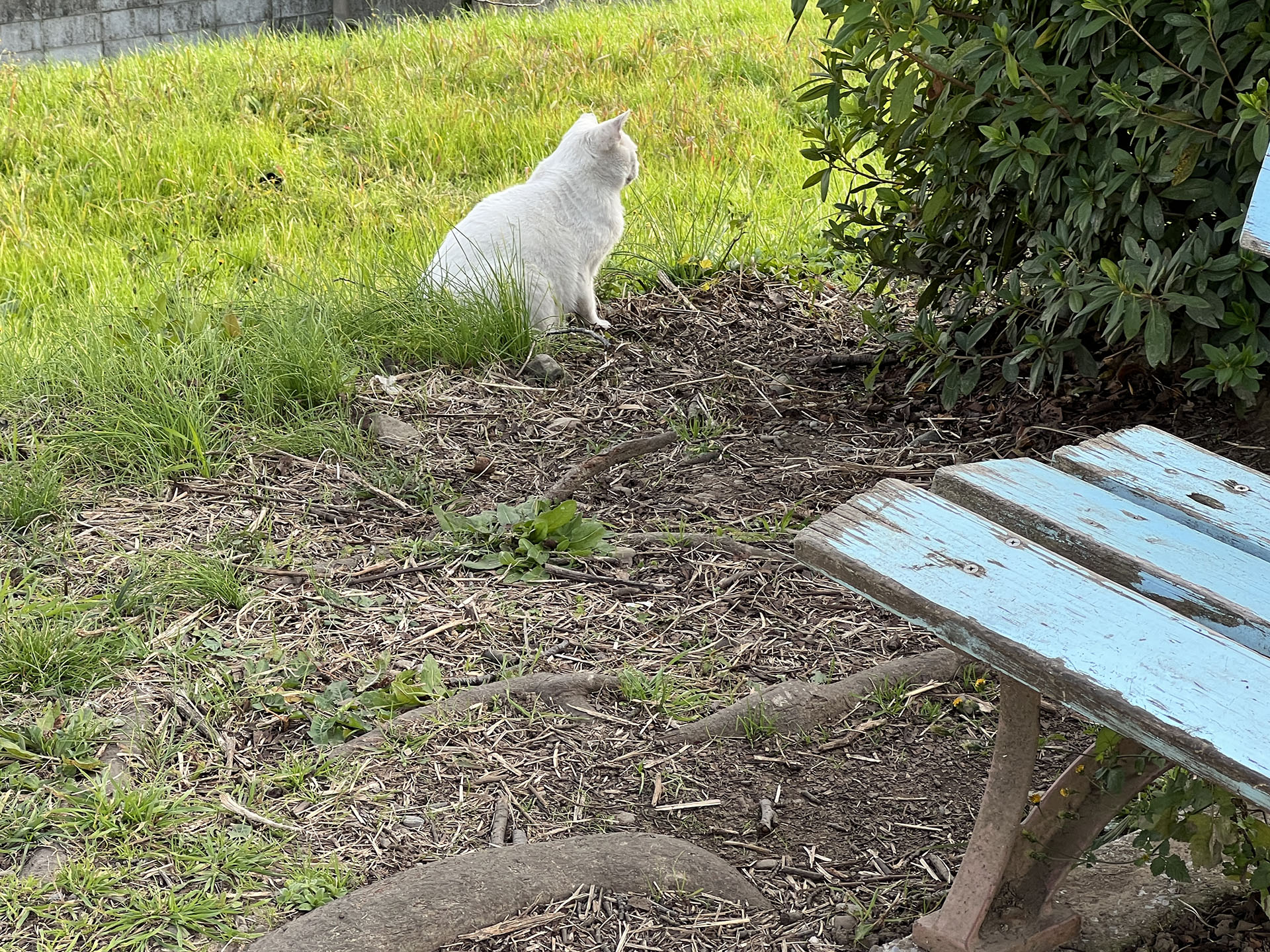 あっまた猫！　これ以上近づくと逃げちゃう。