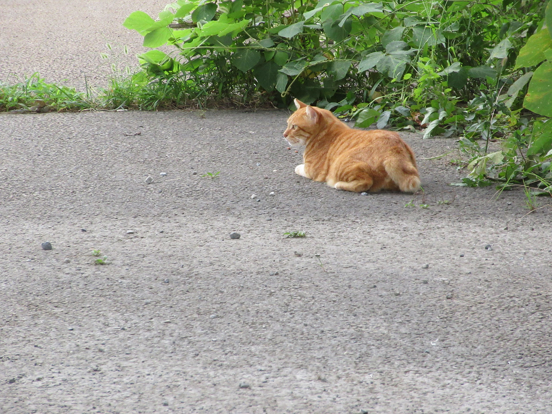 IXY 650で遊歩道にいた猫を撮影。近づくと距離を置こうと移動してしまう猫なので、猫から7〜8mくらいまでしか近づけない。